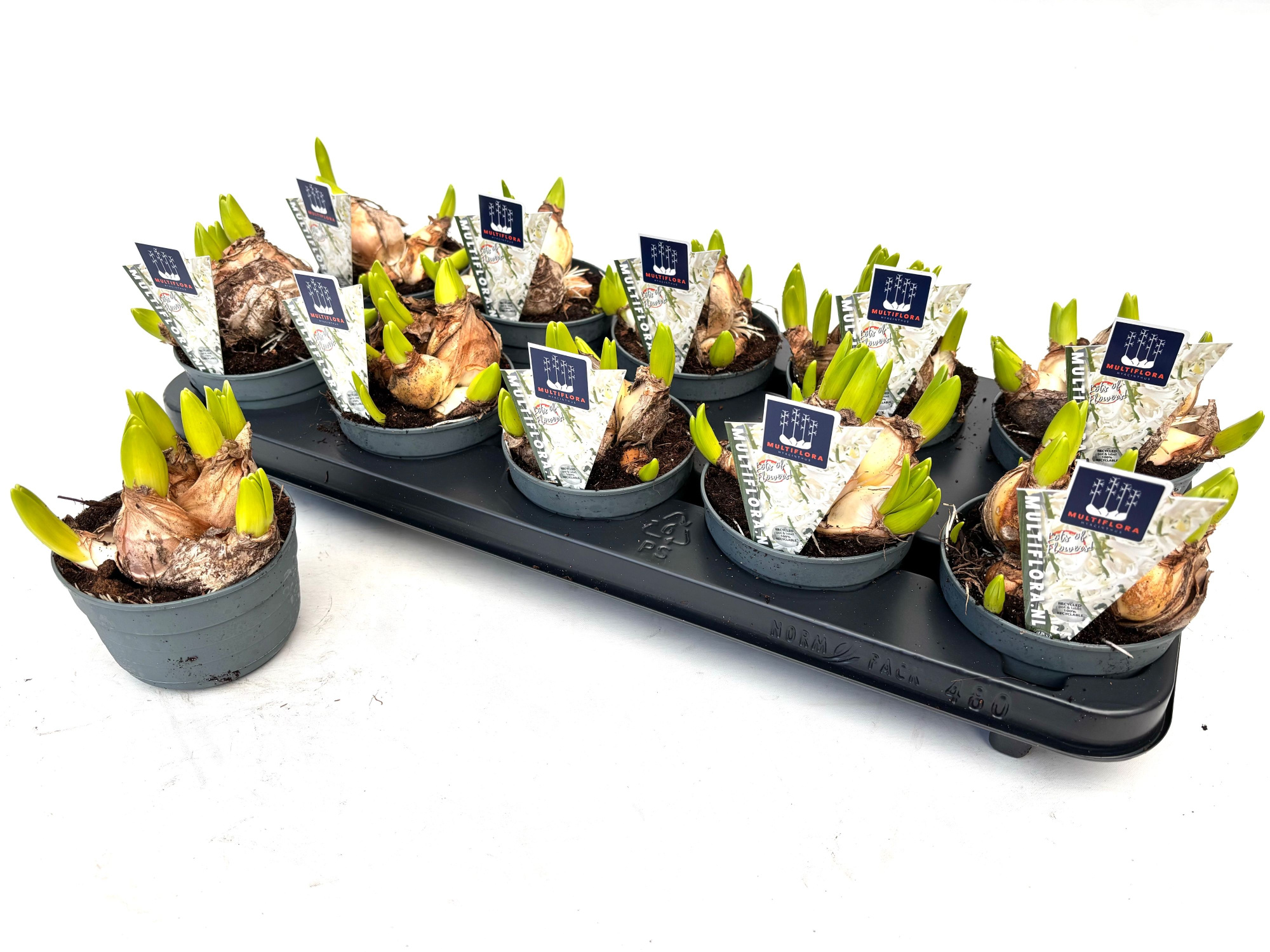 10.5 cm WIT Hyacint Multiflora, D 10,5 cm