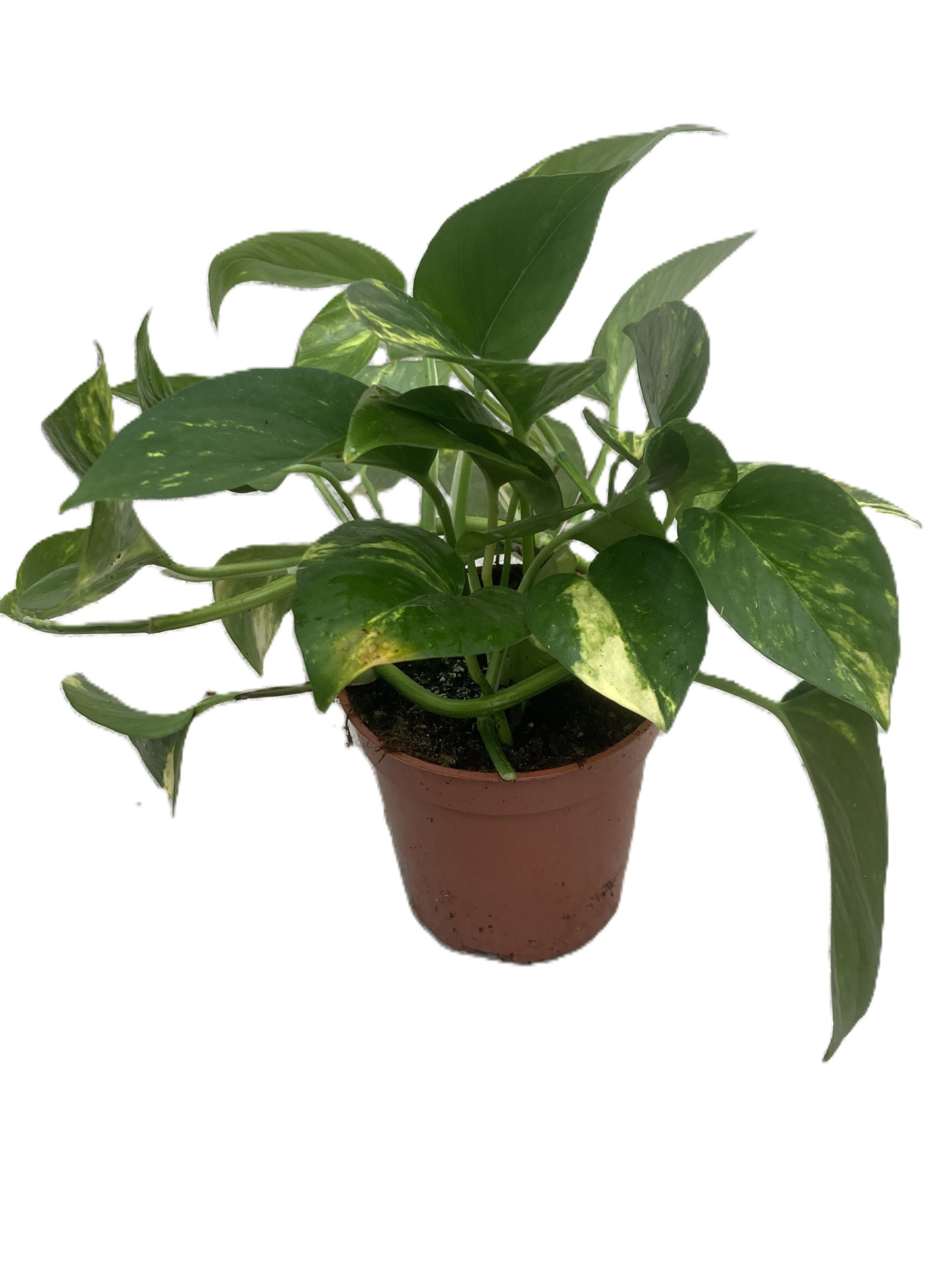 EPIPREMNUM PINNATUM, D 11 cm