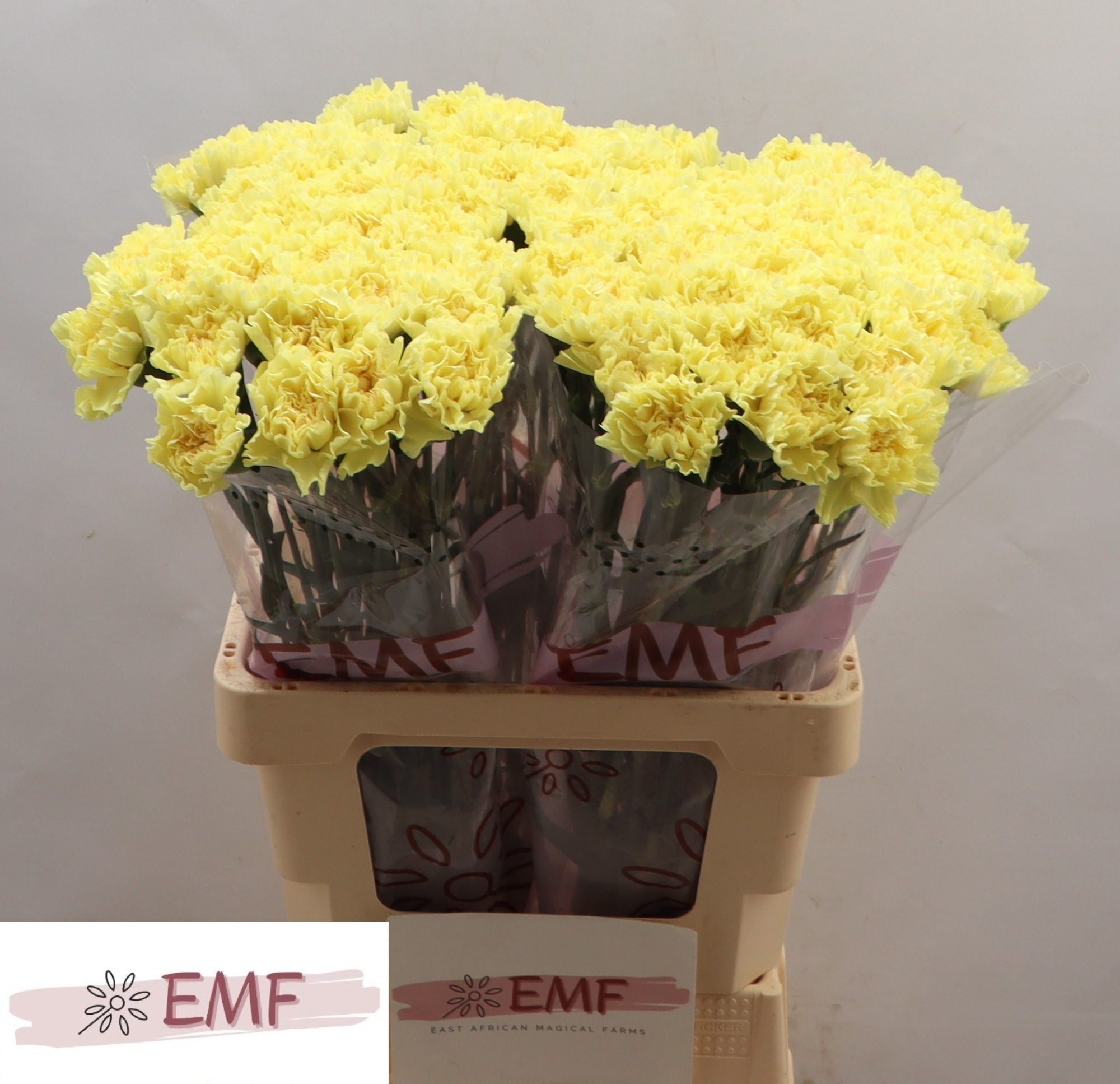 Диантус од. Гермес, шт.