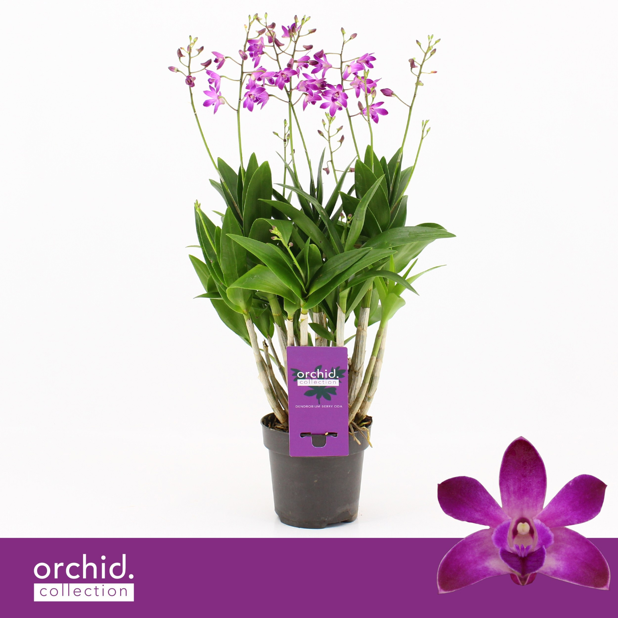 Dendrobium, Berry Oda XXL 6+ spike 'Orchid Collection', D 12