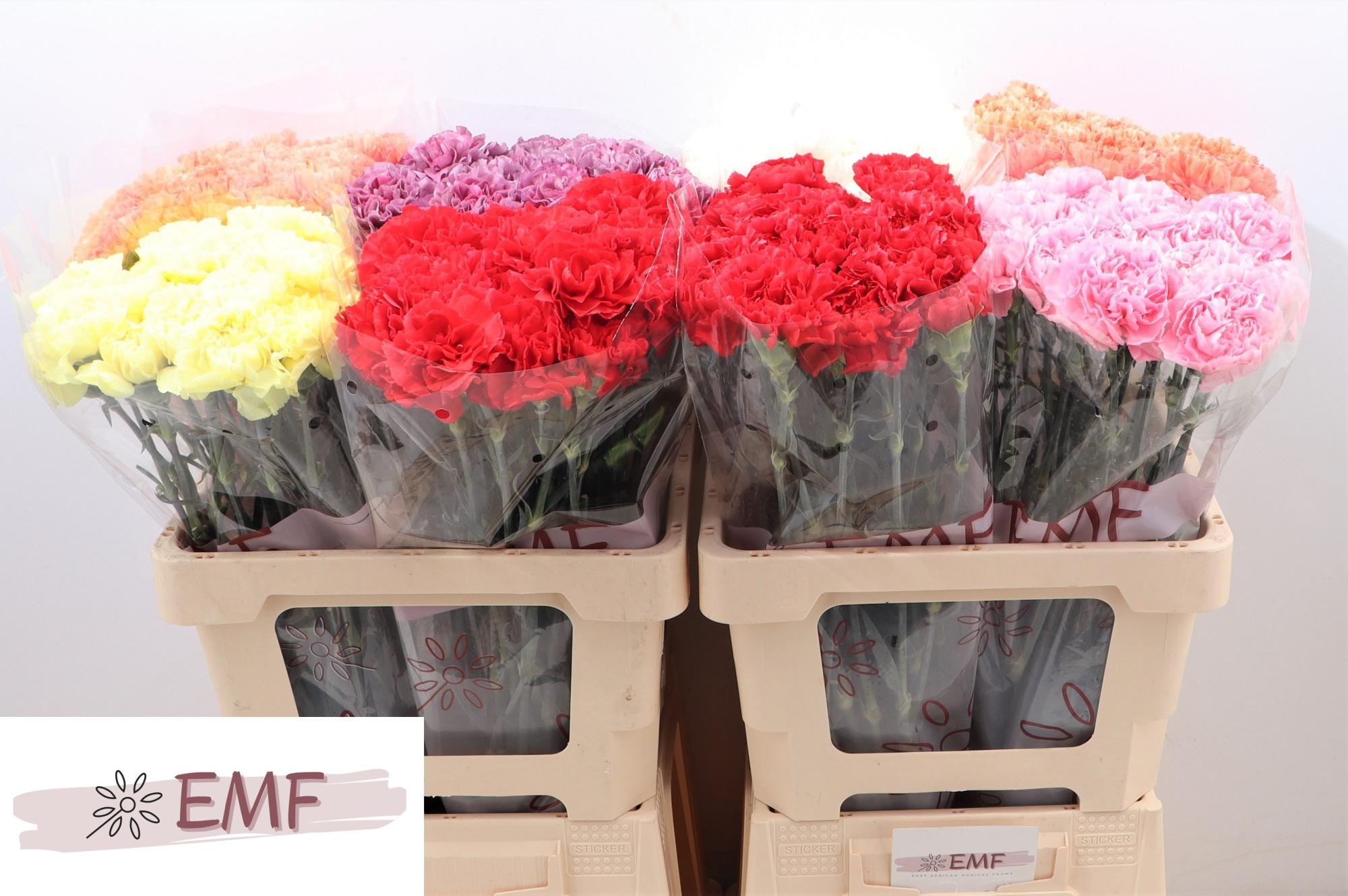 Диантус од. Микс в баке, шт.