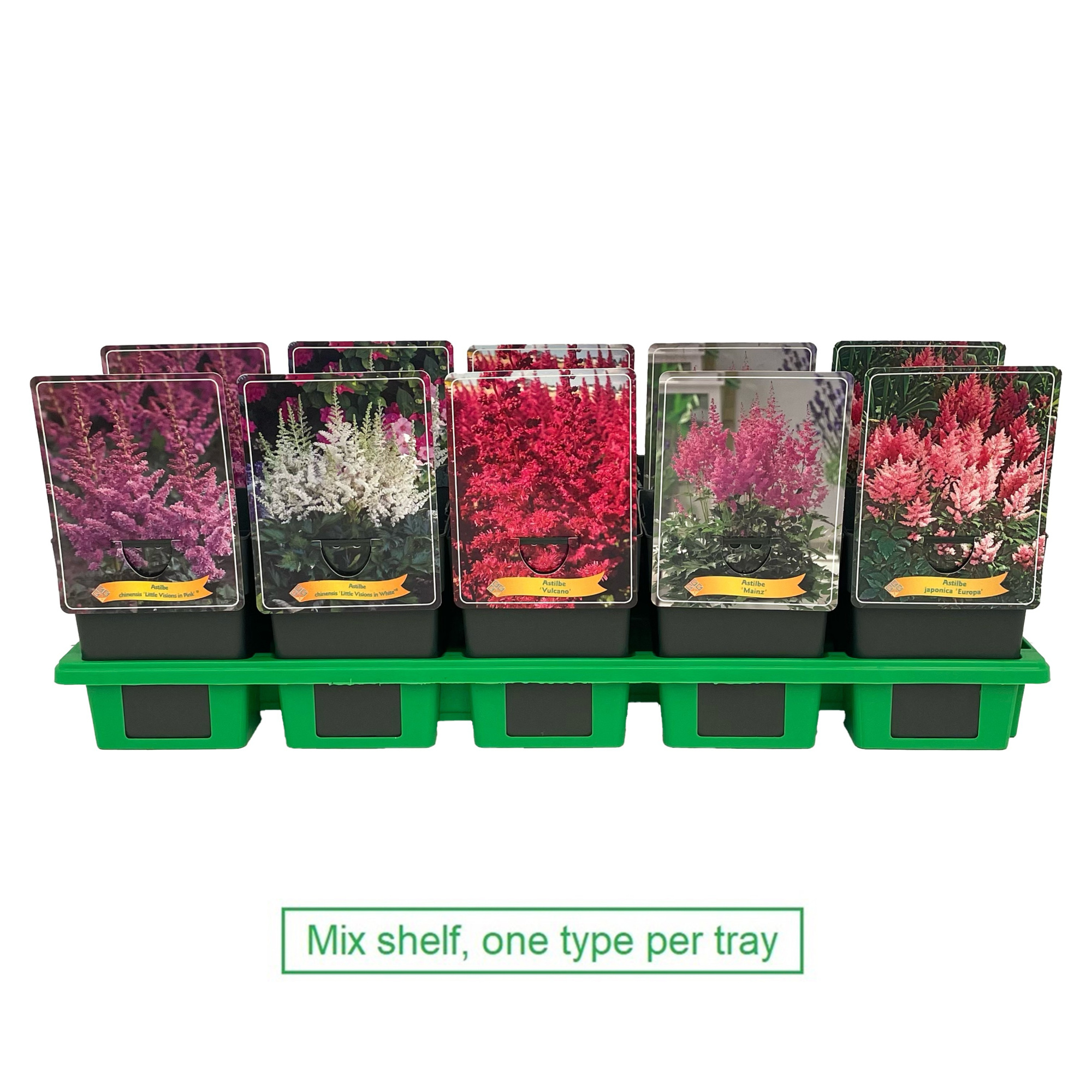 Astilbe mix 6x10 srt. per laag P11, D 11 cm