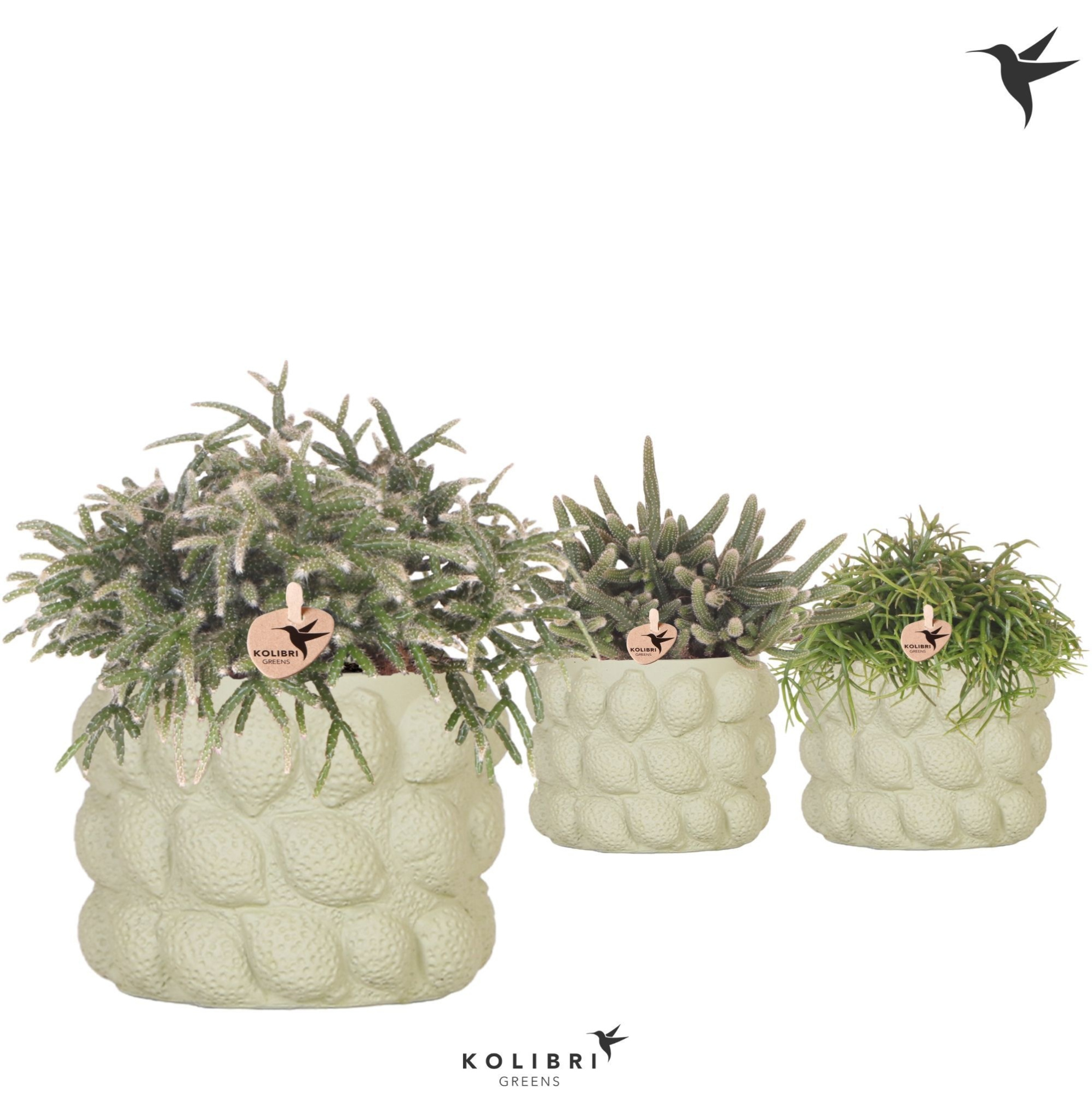 Kolibri Greens Rhipsalis mix in Citrus pot green, D 12