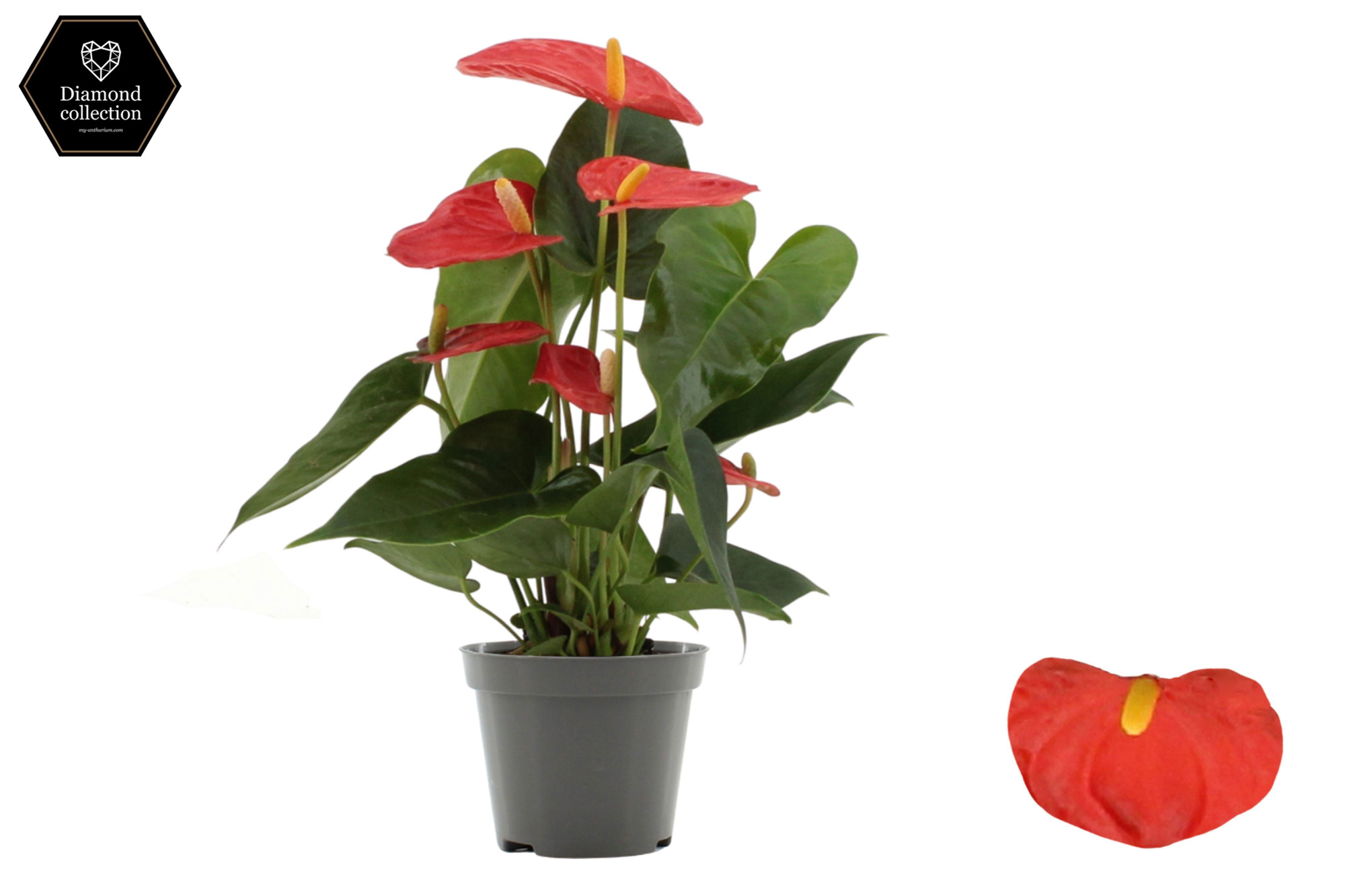 Anthurium 9 cm Solara in transparant sleeve, D 9