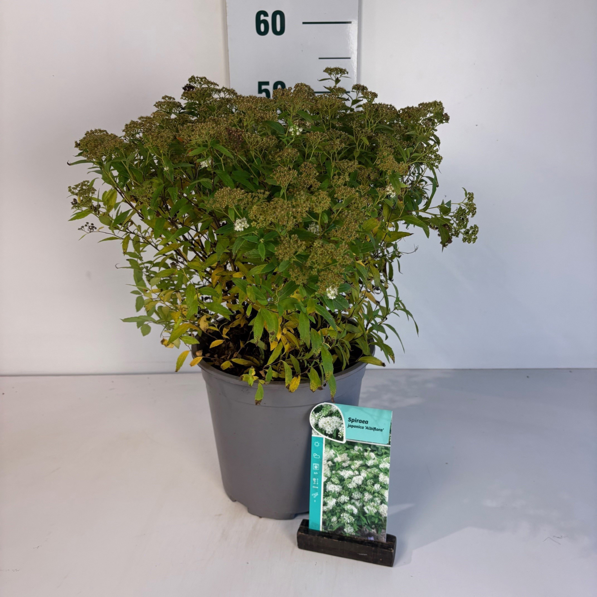 Spiraea japonica Albiflora, D 24