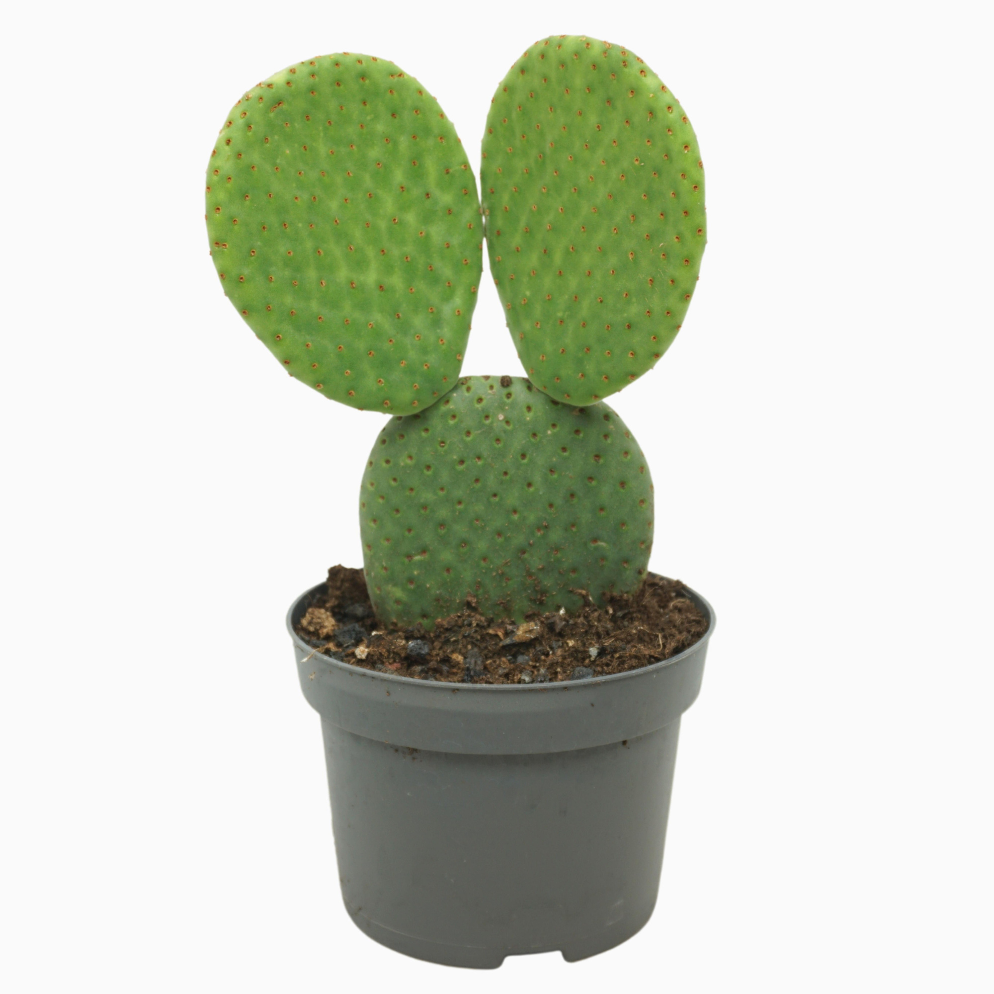 Opuntia microdasys inermis 13 cm, D 13 cm