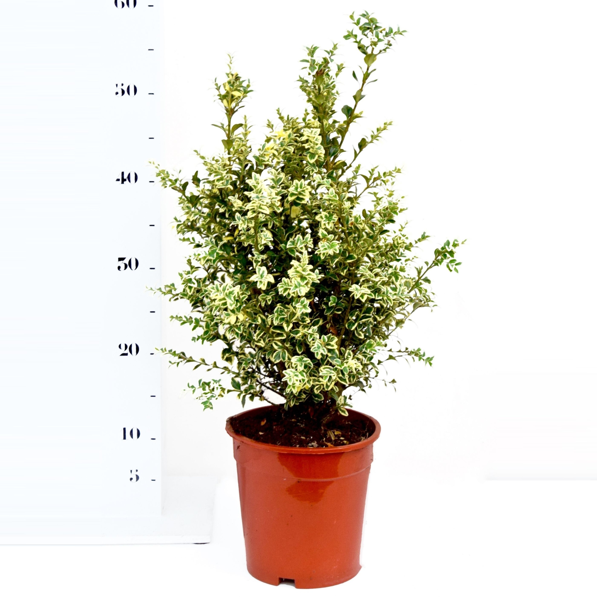 Buxus sempervirens 'Elegans' 30-40cm struik, D 17 cm