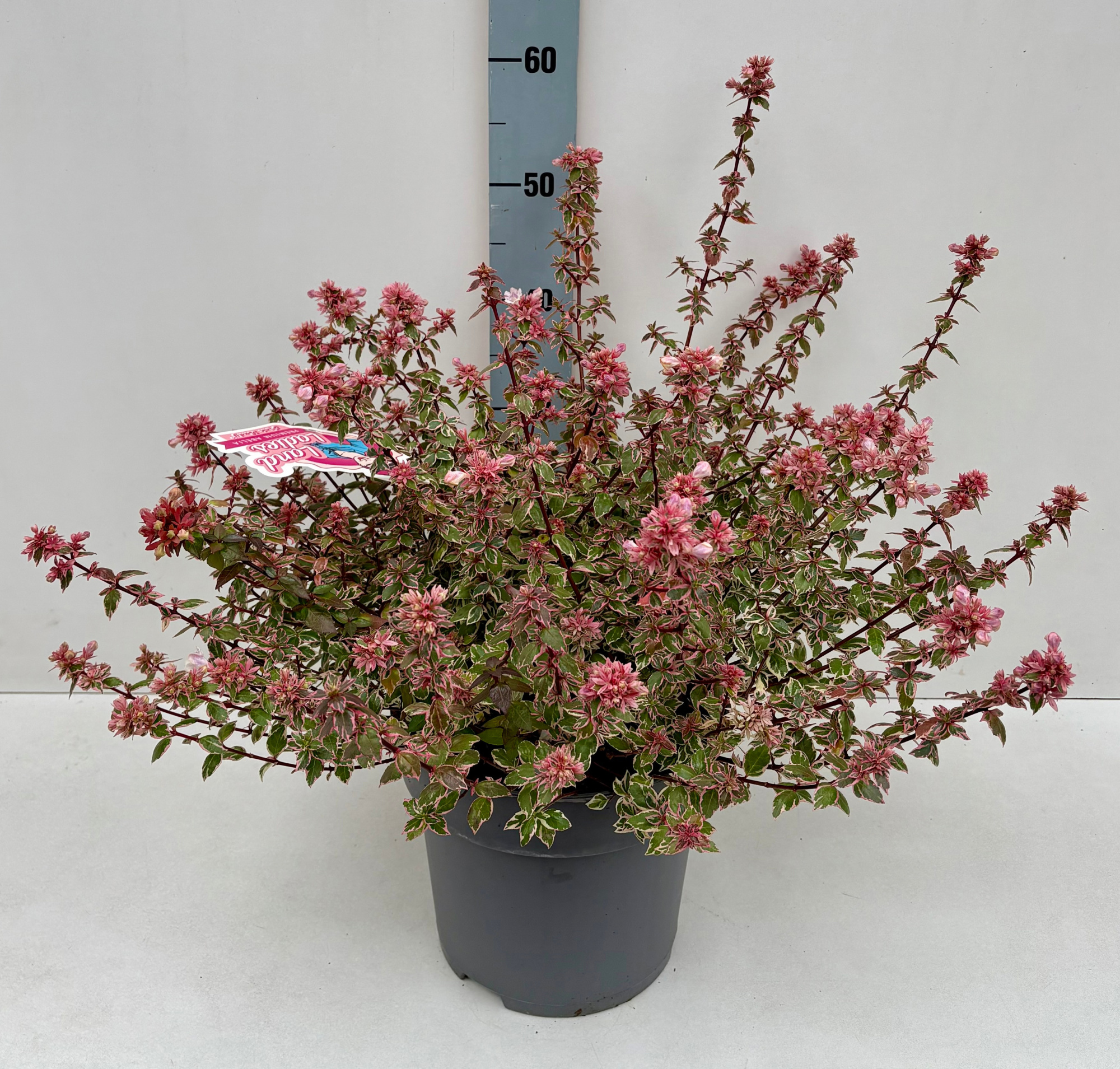 Abelia Pink Lady 26T, D 26 cm
