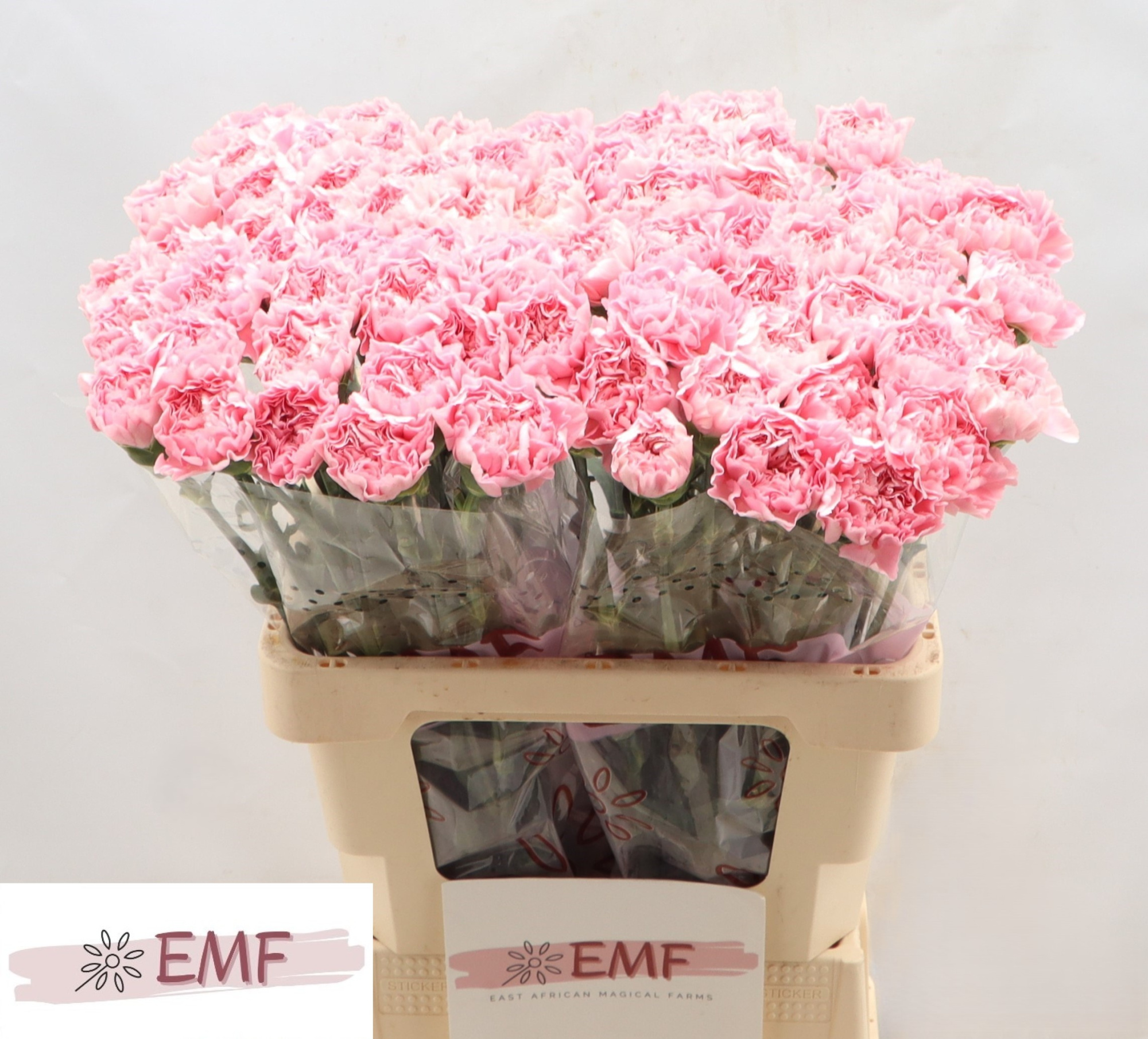 Диантус од. Джулия, шт.