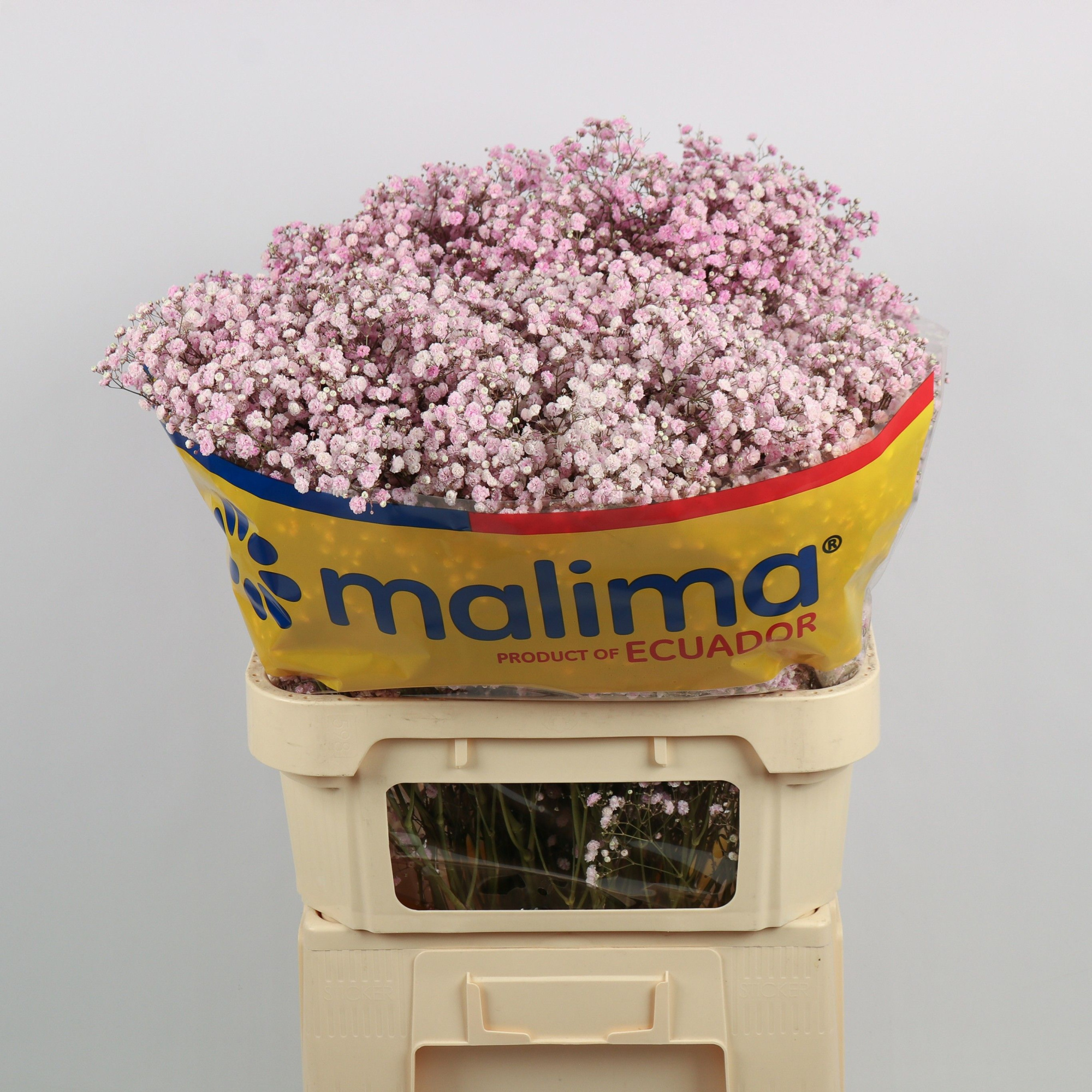 Гипсофила Овериг Крашеная (краш. ) 75, шт.