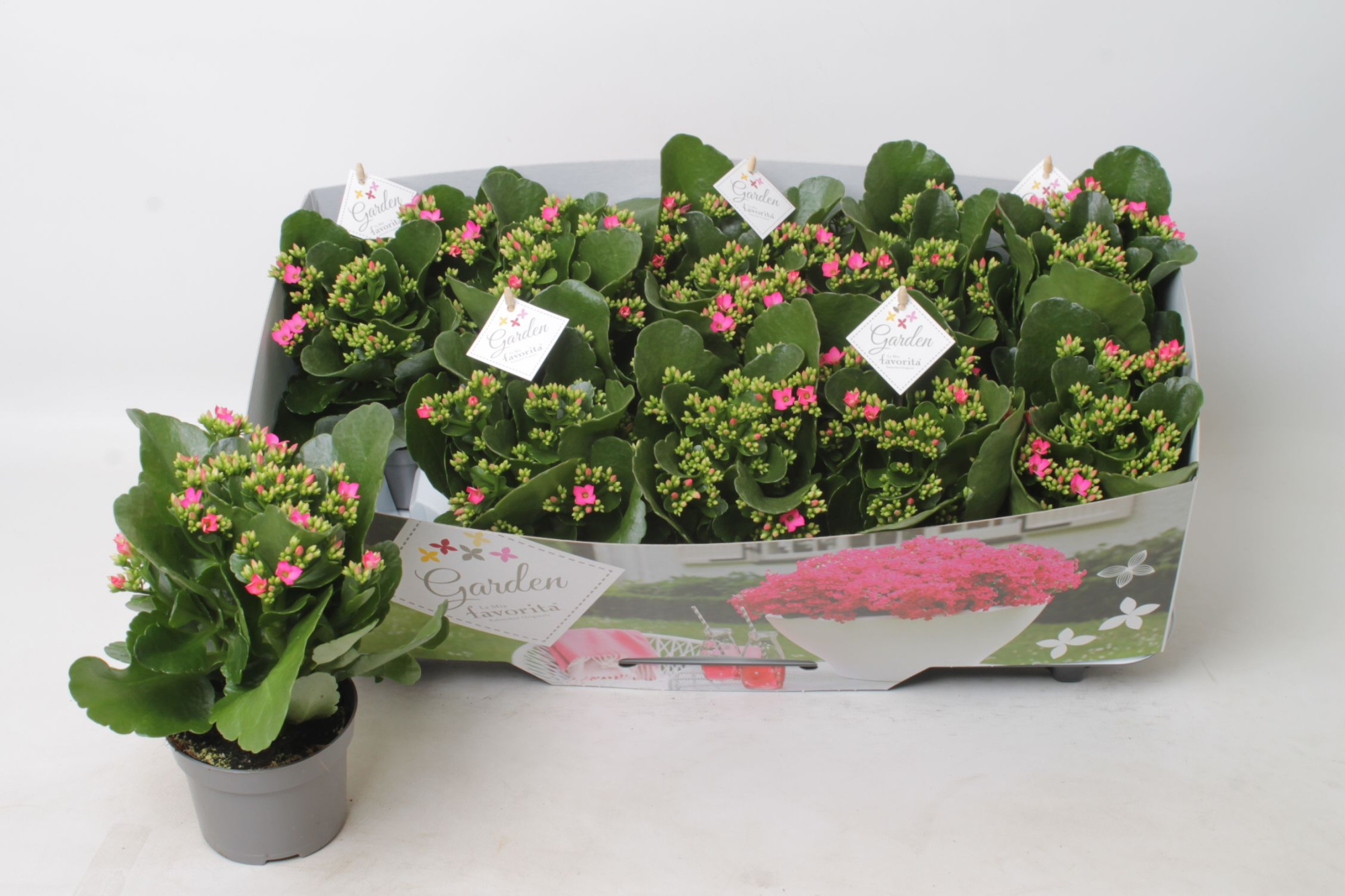 Kalanchoe garden favorita purple, D 10,5