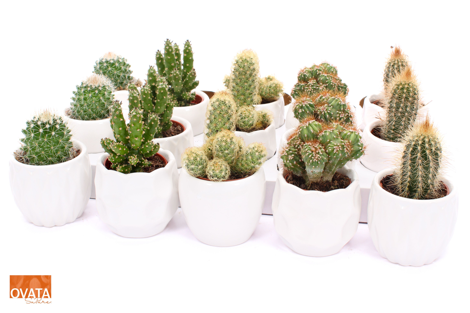 Cactus mix in Lindos 7, D 7 cm