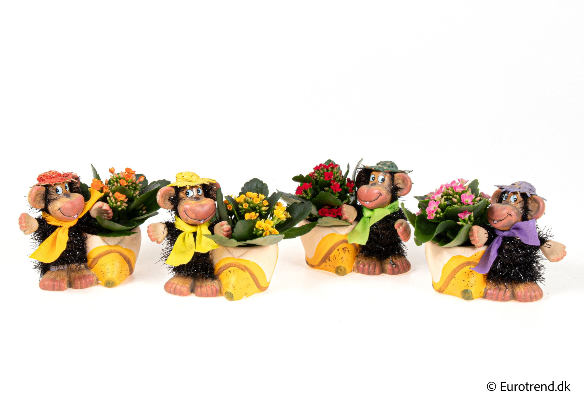 Kalanchoe in ceramic monkey - Spring, Summer & Autumn 2025, D 6 cm