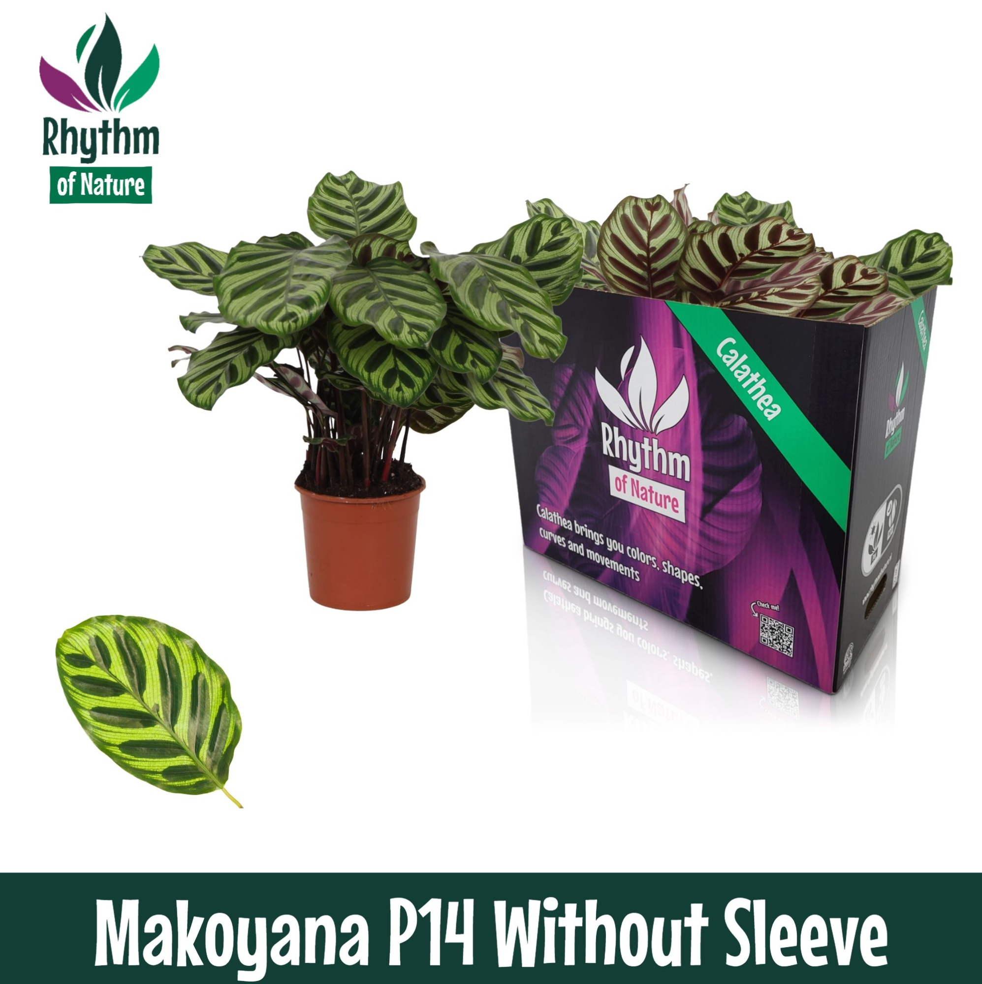 Calathea 14cm Makoyana - Rhythm of Nature zonder hoes, D 14