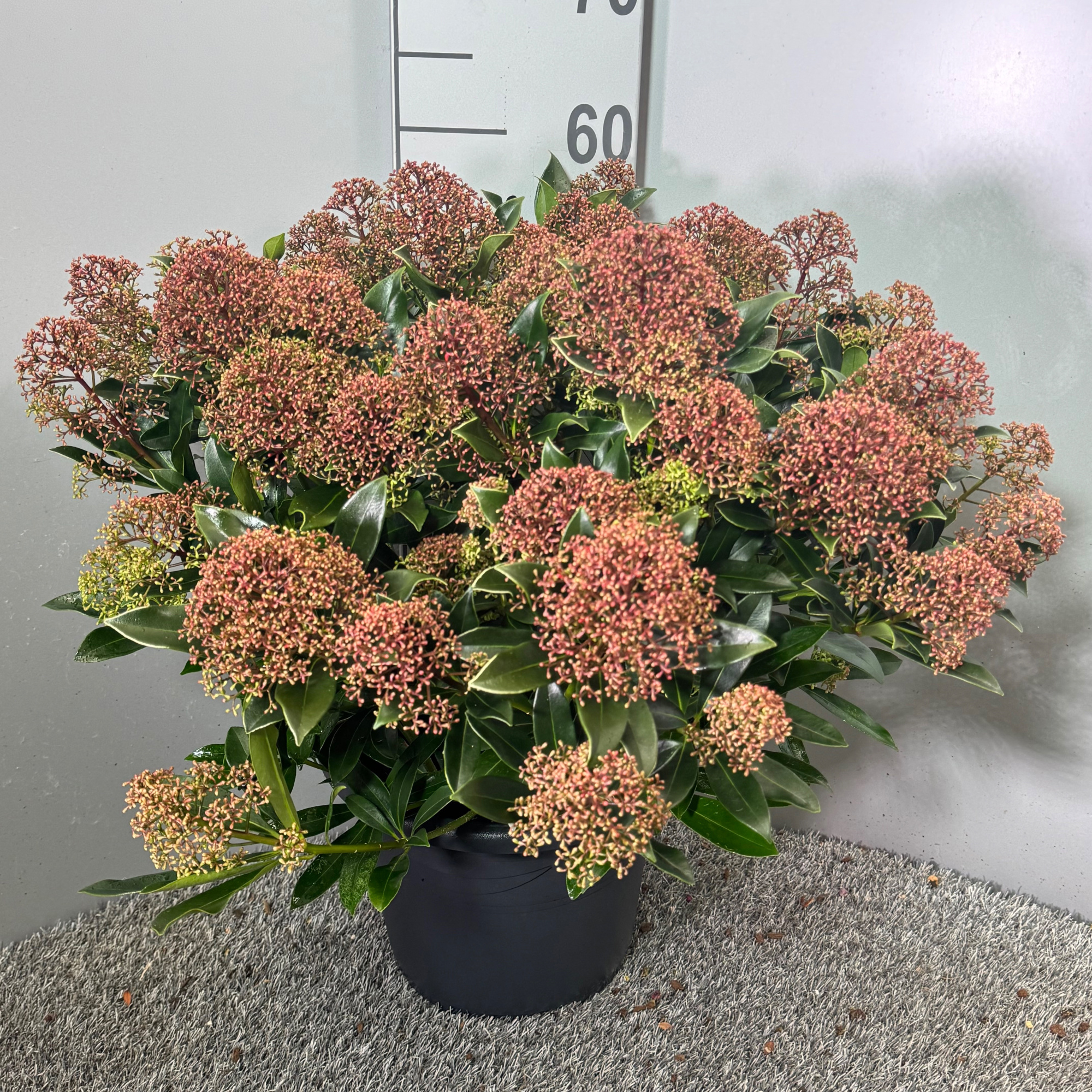 Skimmia japonica 'Rubesta Cuba', D 27 cm