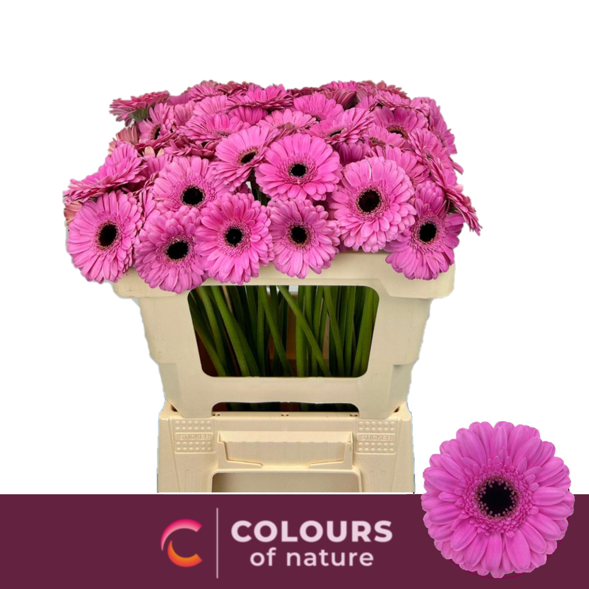 Гермини Дольчетто, шт.