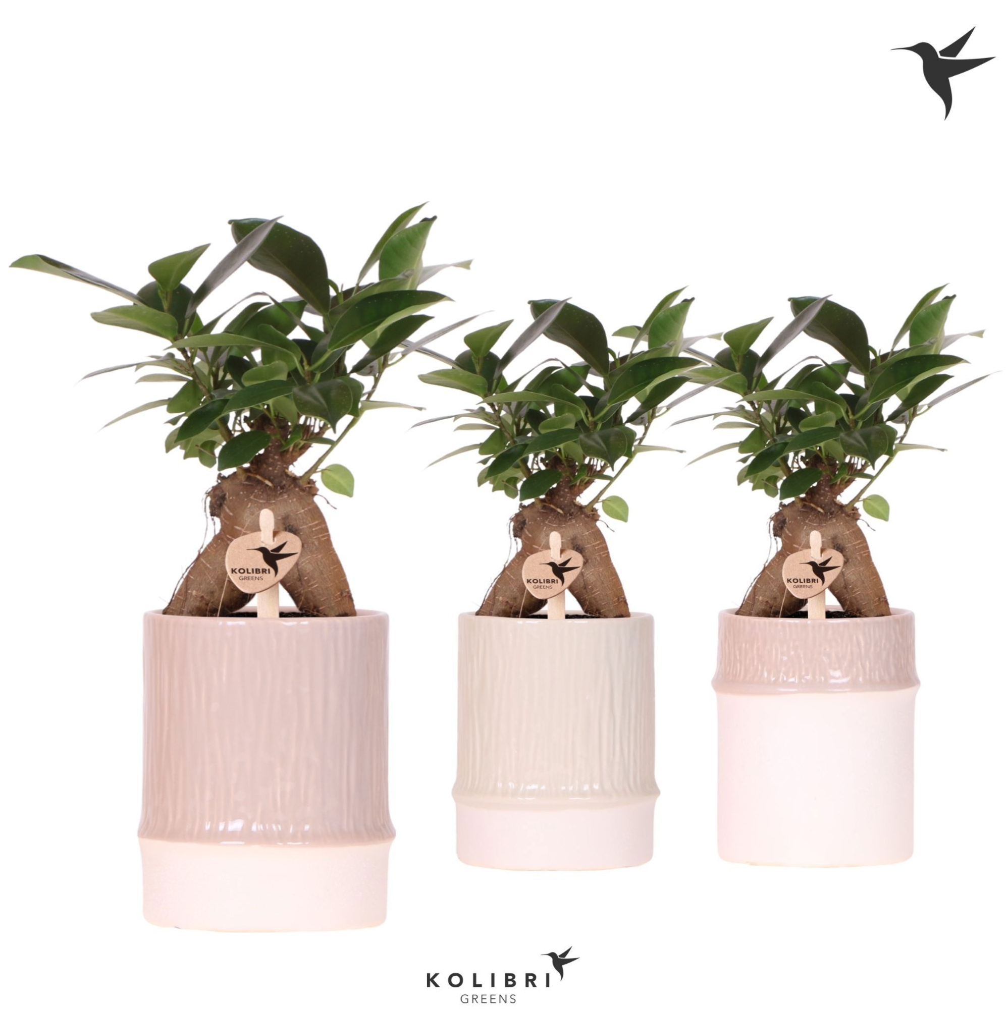 Kolibri Greens Ficus Ginseng Retusa in Bamboo pot mix, D 9 cm