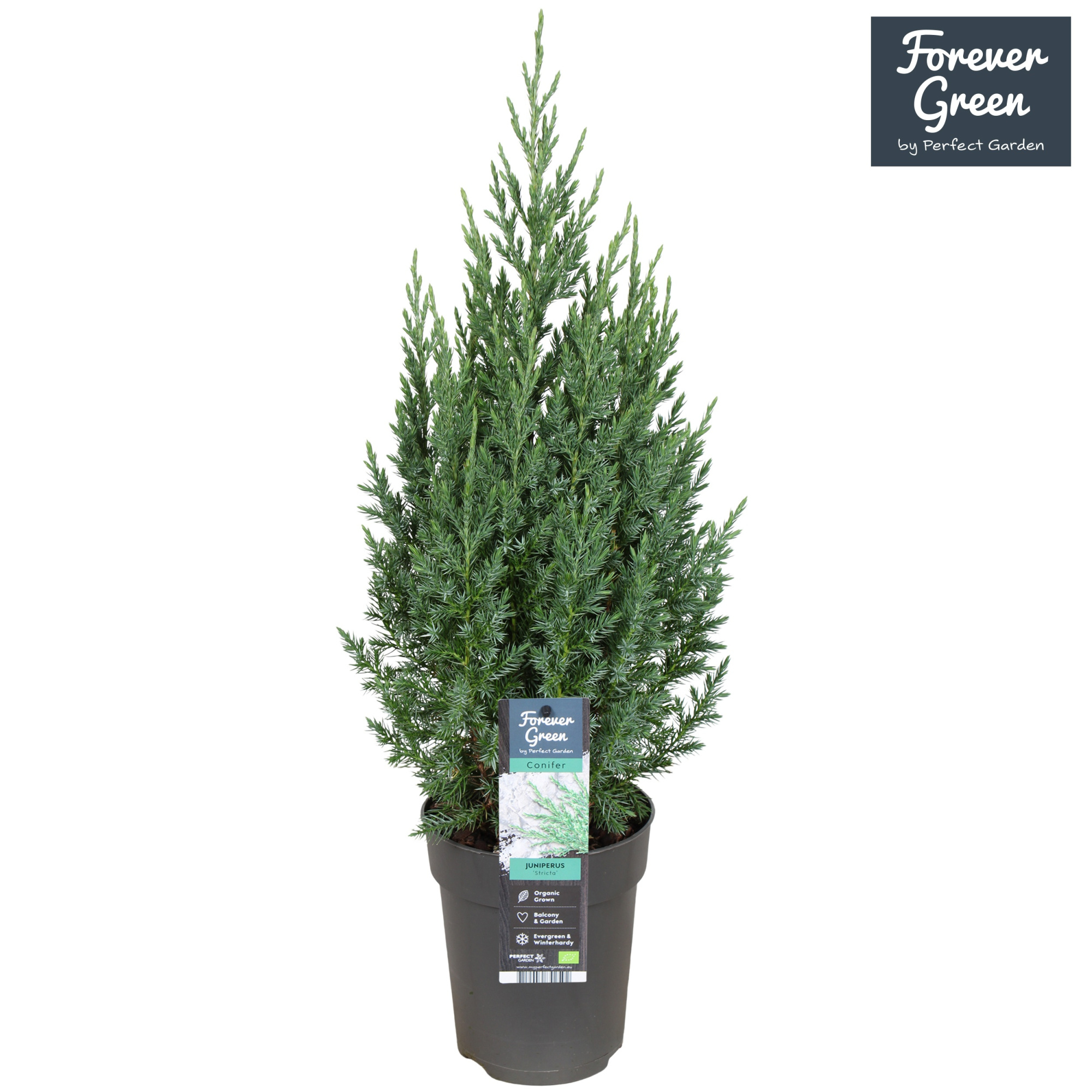 Juniperus chinensis Stricta P15, D 15