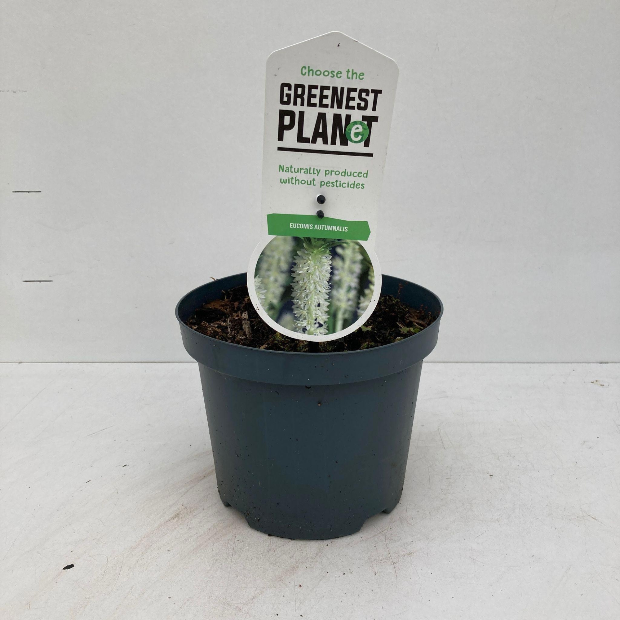 Eucomis autumnalis, D 19