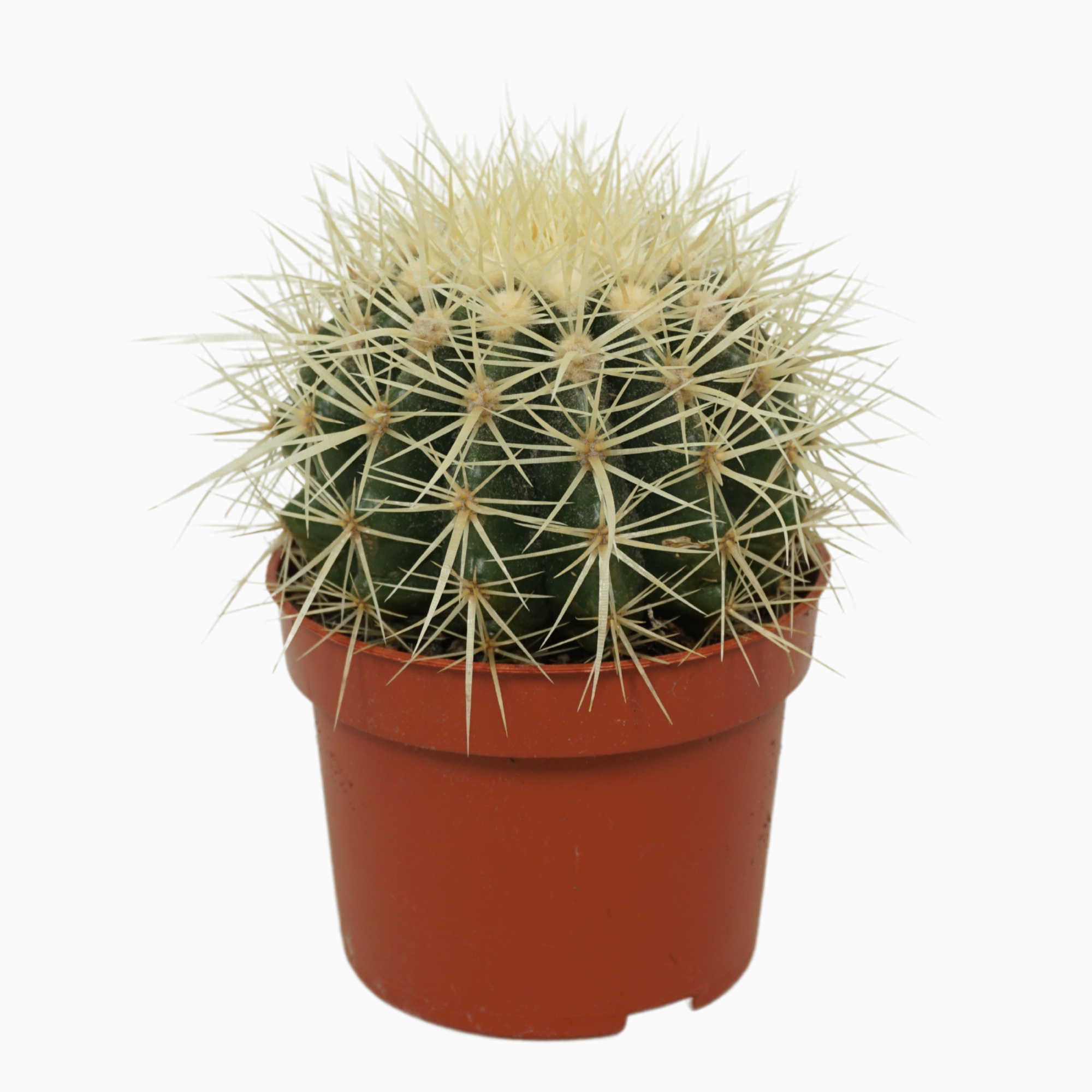 Echinocactus grusonii 10,5 cm, D 10,5 cm