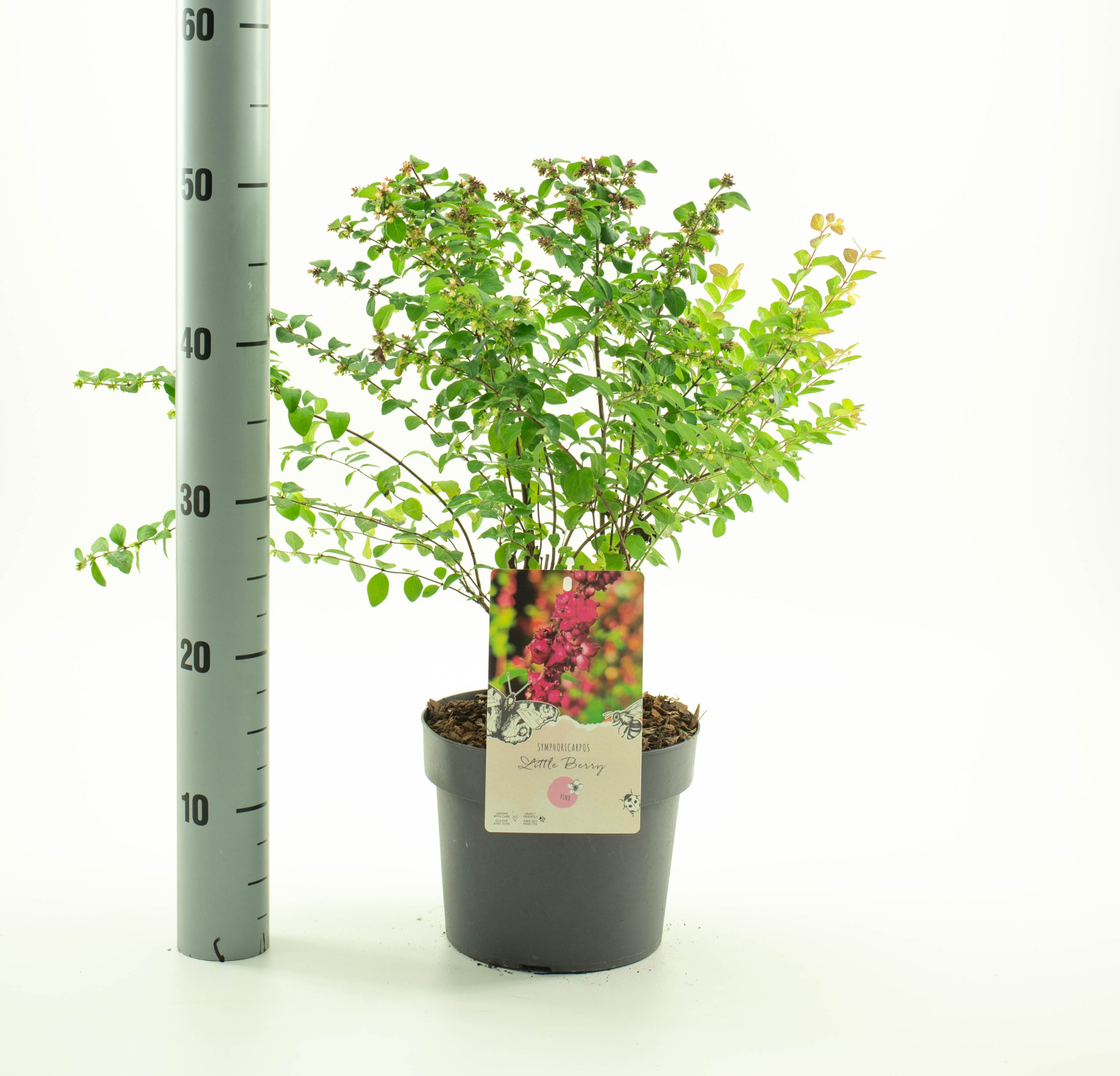 Symphoricarpos 'Little Berry' pbr (NEW), D 19 cm