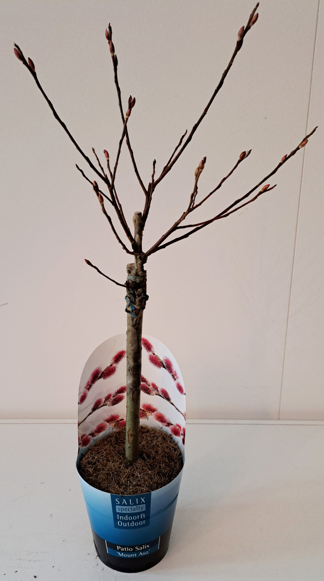 Salix Mount Aso stam 30 potcover, D 12