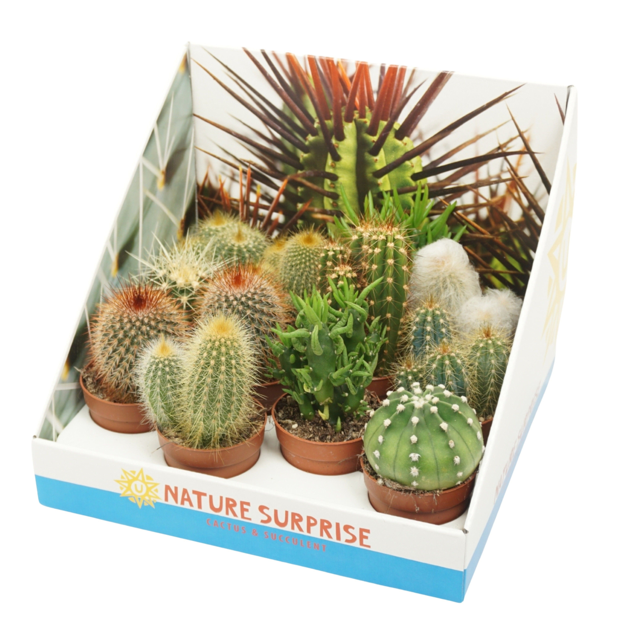 Cactus mix 7 cm in presentatiedoos, D 7