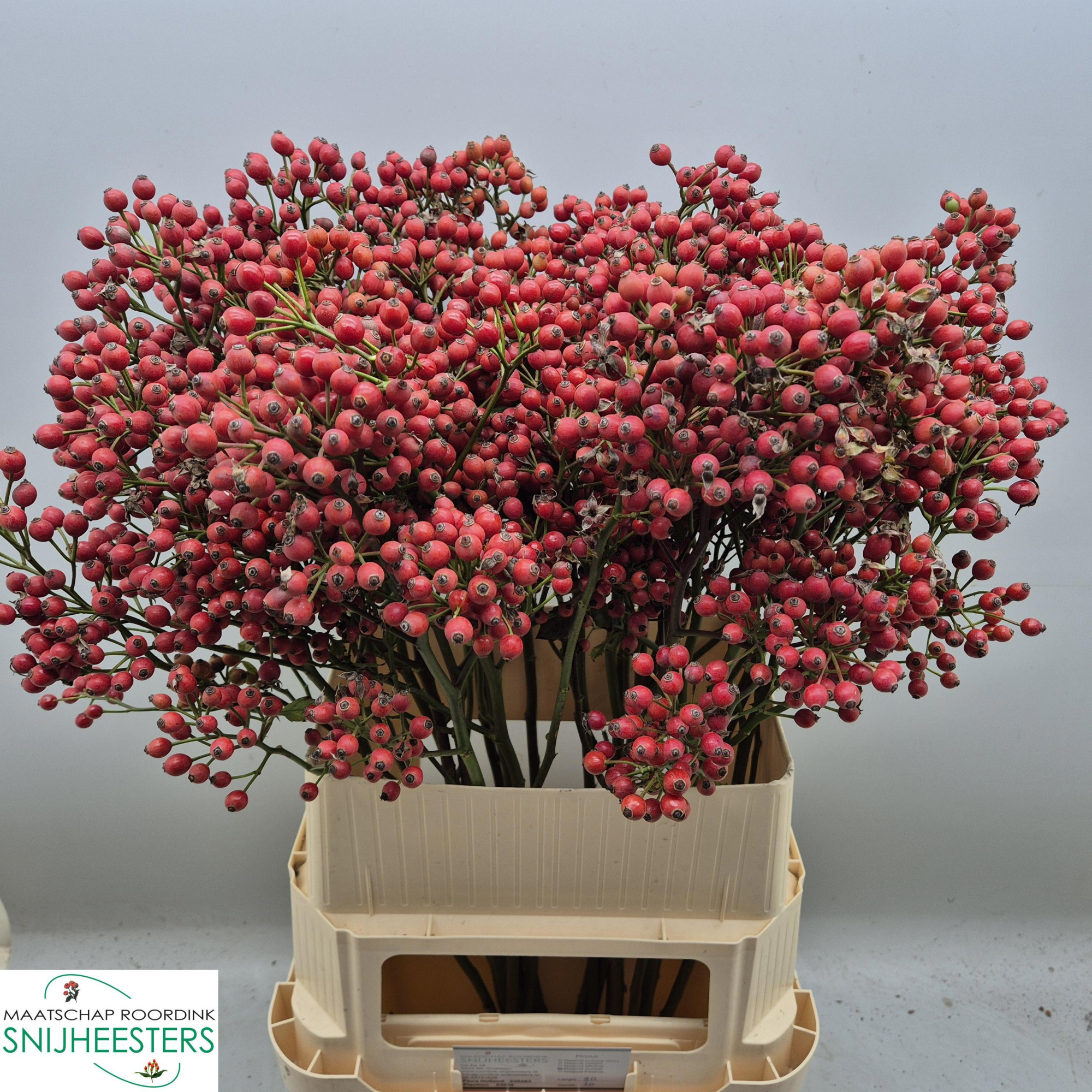 Рузботель Мэджикал Сансет 90, шт.