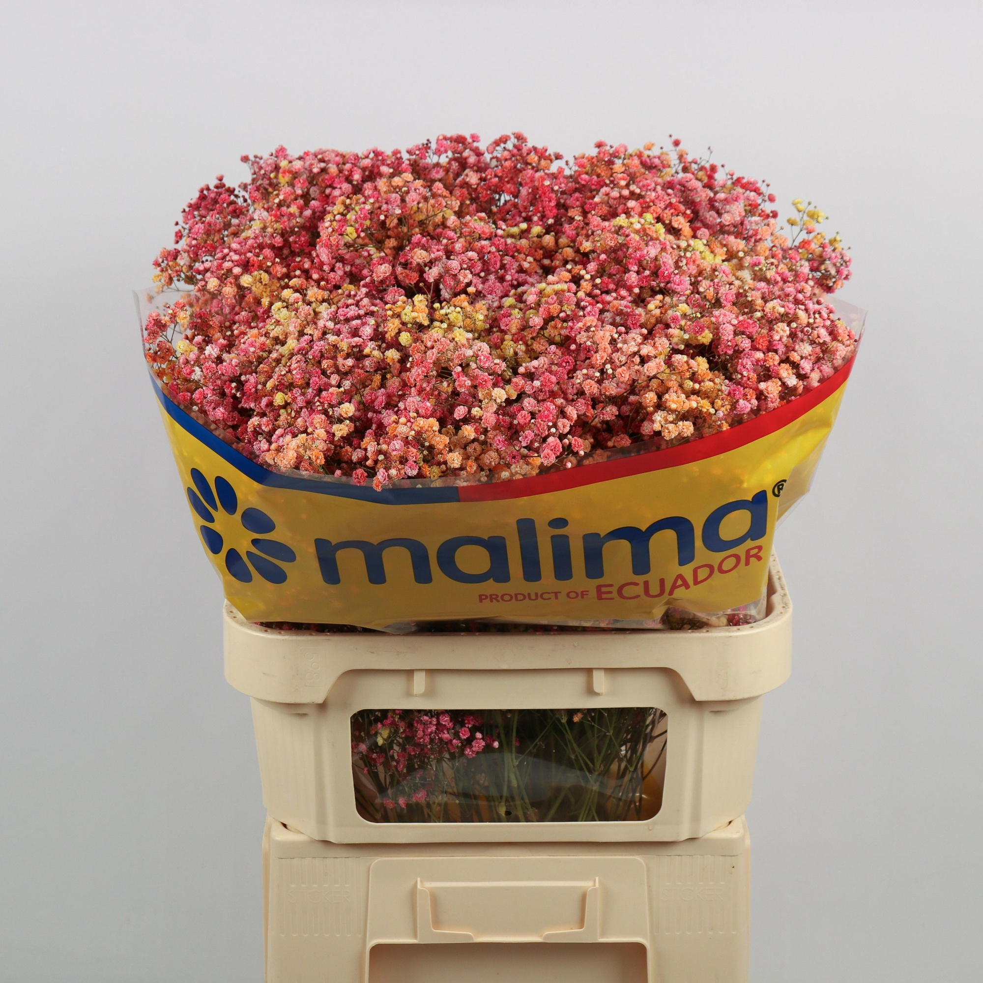 Гипсофила Овериг Крашеная (краш. ) 75, шт.