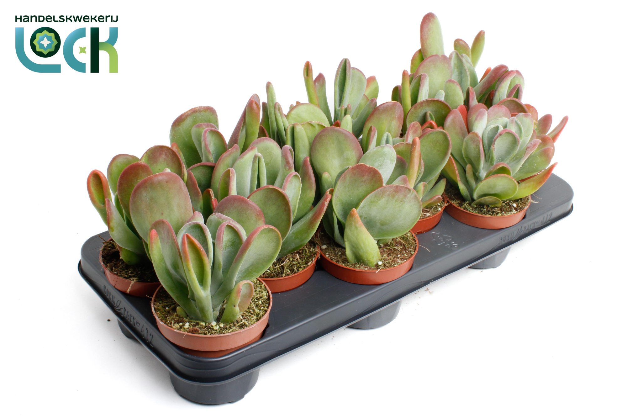 Kalanchoë Oricula, D 10,5 cm