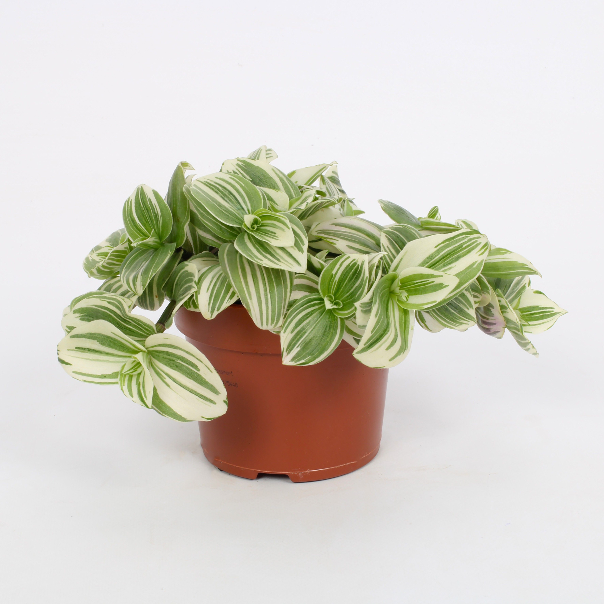 Tradescantia Abliflora Giant - White Beach 12cm, D 12 cm