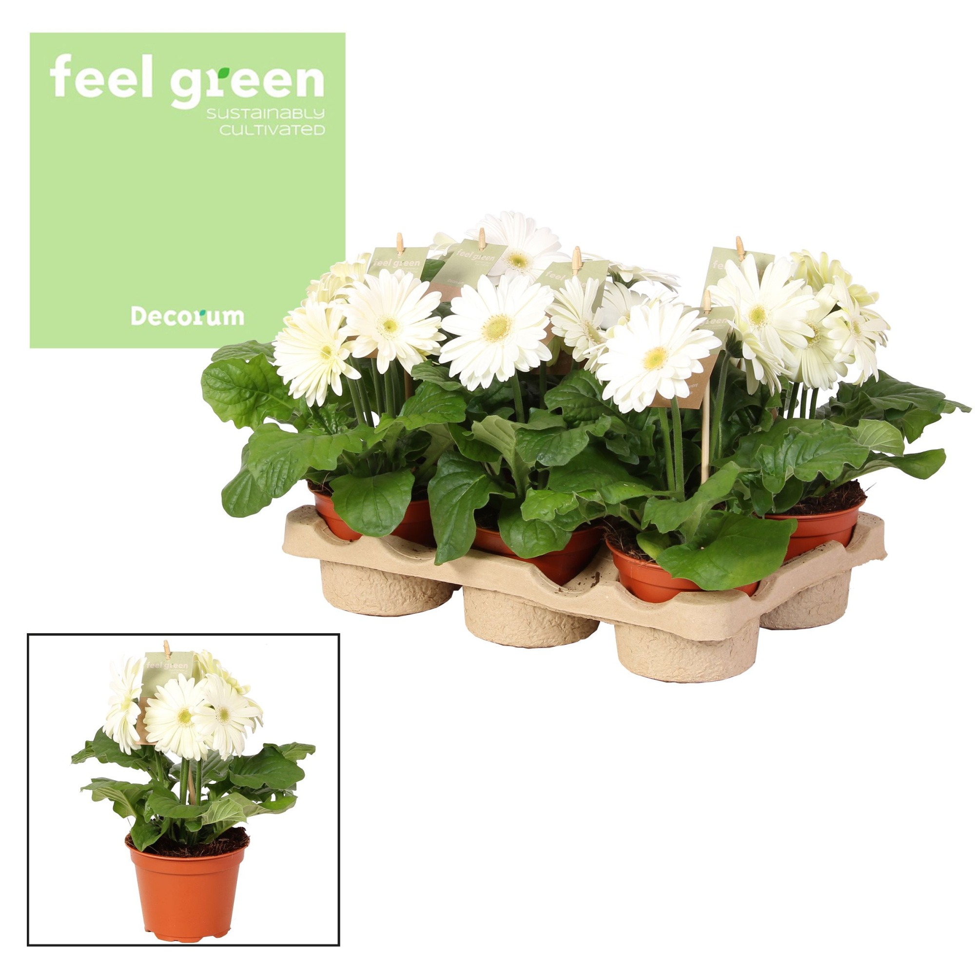 Gerbera wit 2+ bl. Feel green, nature Decorum, D 12