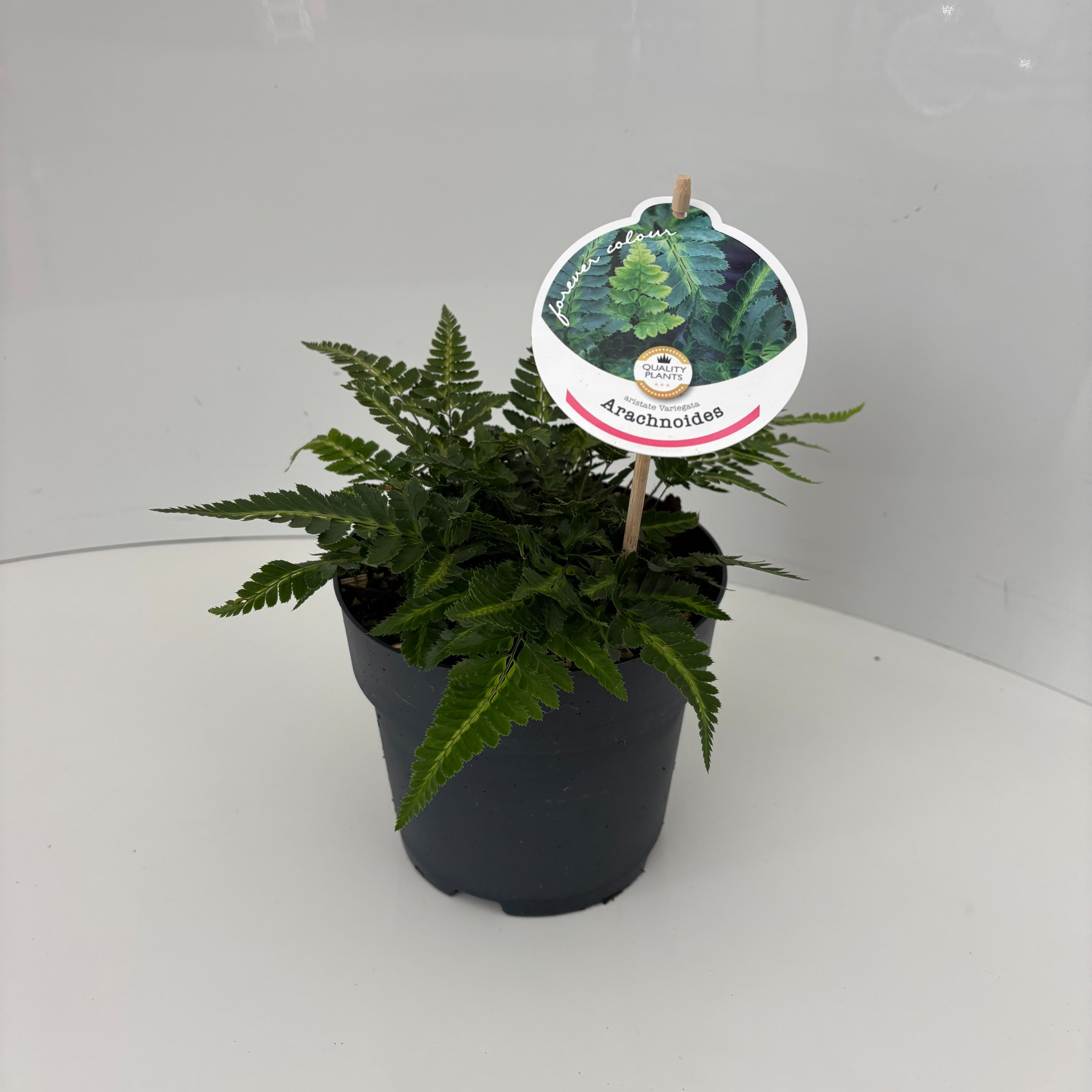 Arachniodes aristata 'Variegata', D 17 cm
