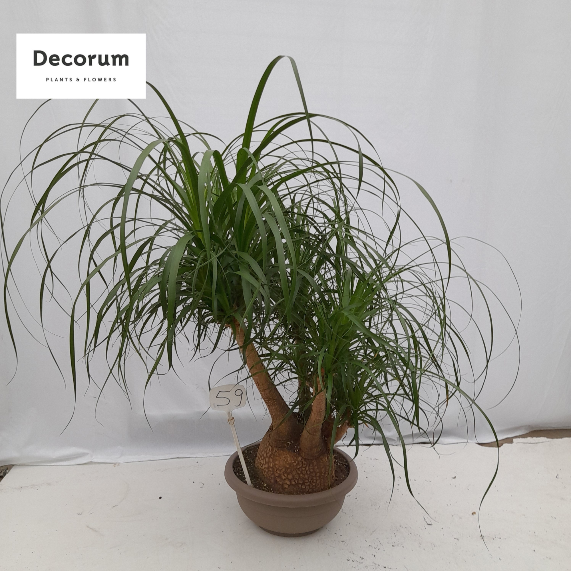 Beaucarnea vertakt op nummer 59, D 40