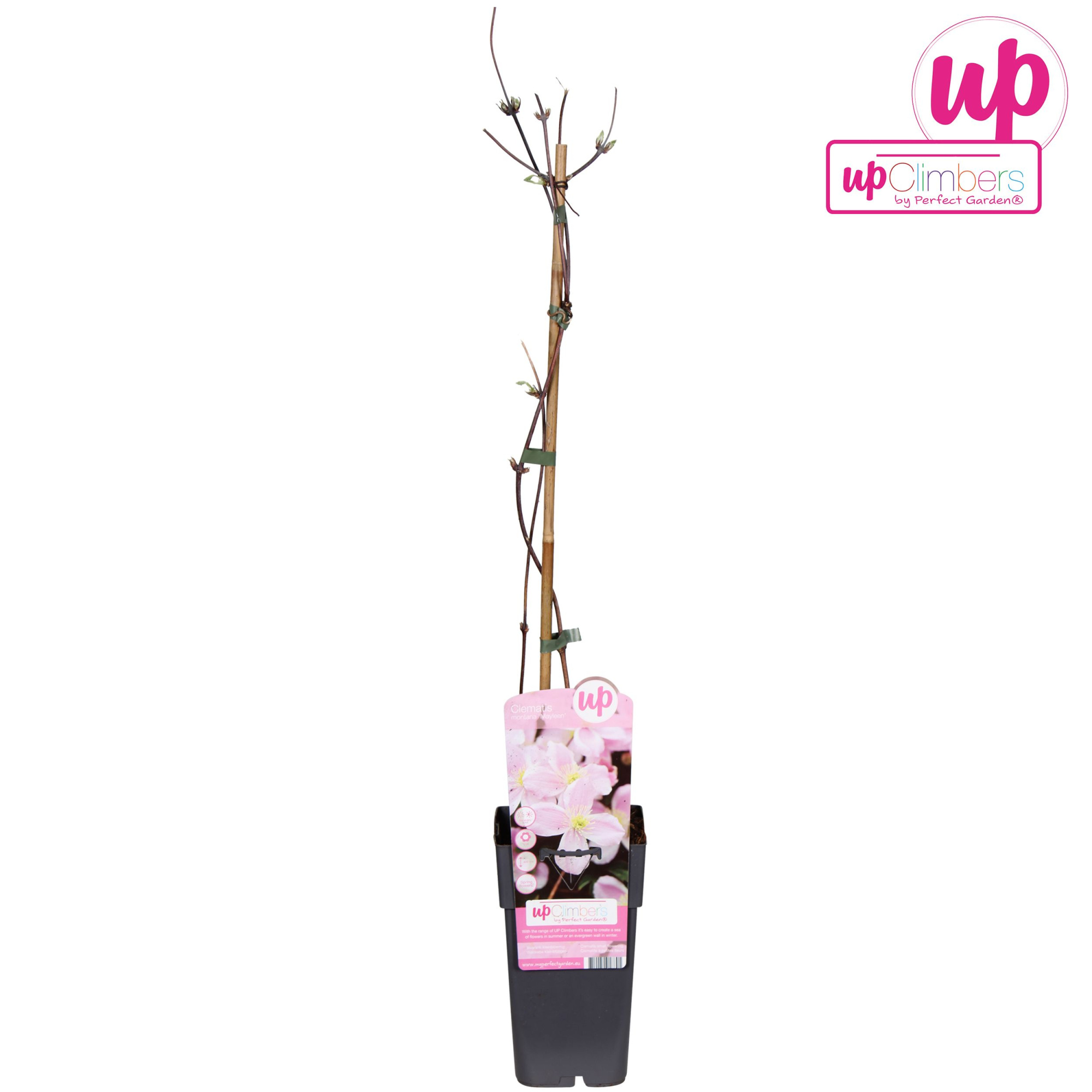 Clematis Montana Mayleen P15, D 15