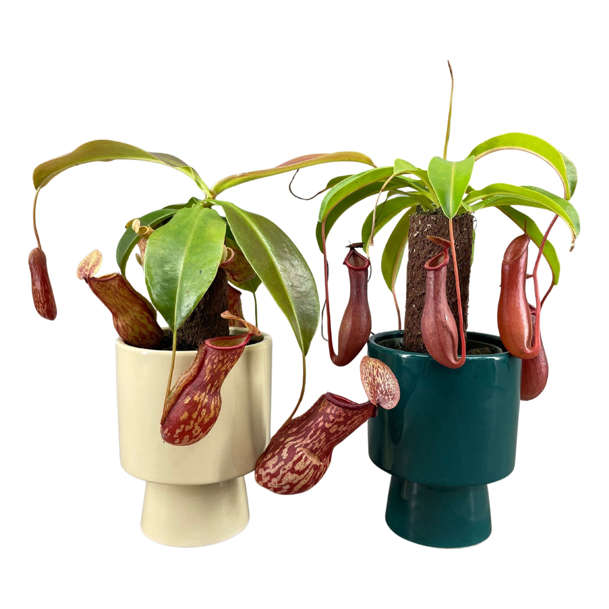 Nepenthes op stam in laluz pot creme en petrol, D 11 cm