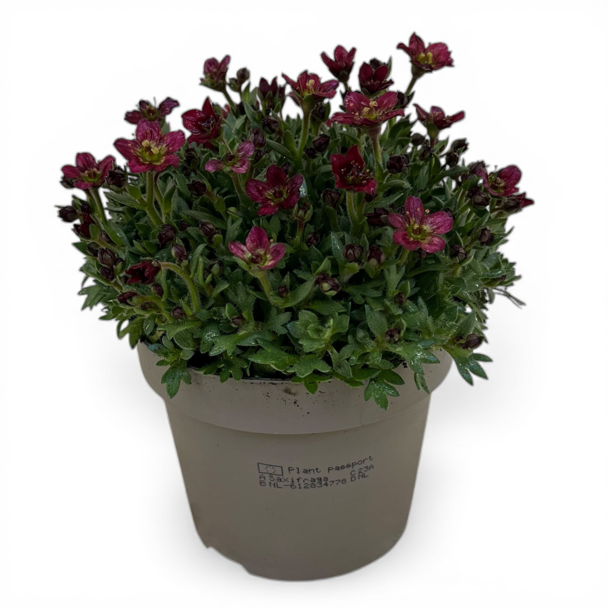 Saxifraga Arendsii Grp Touran Red, D 12