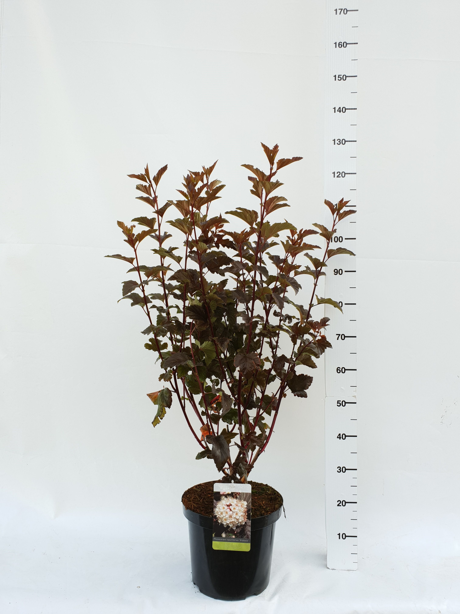 Physocarpus opulifolius 'Diabolo', D 30 cm