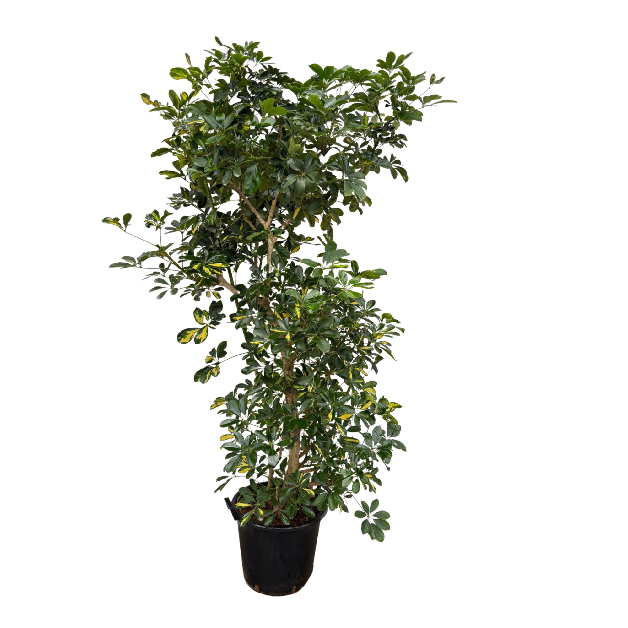 Schefflera Arboricola 'Gold Capella' - 225cm, D 40 cm