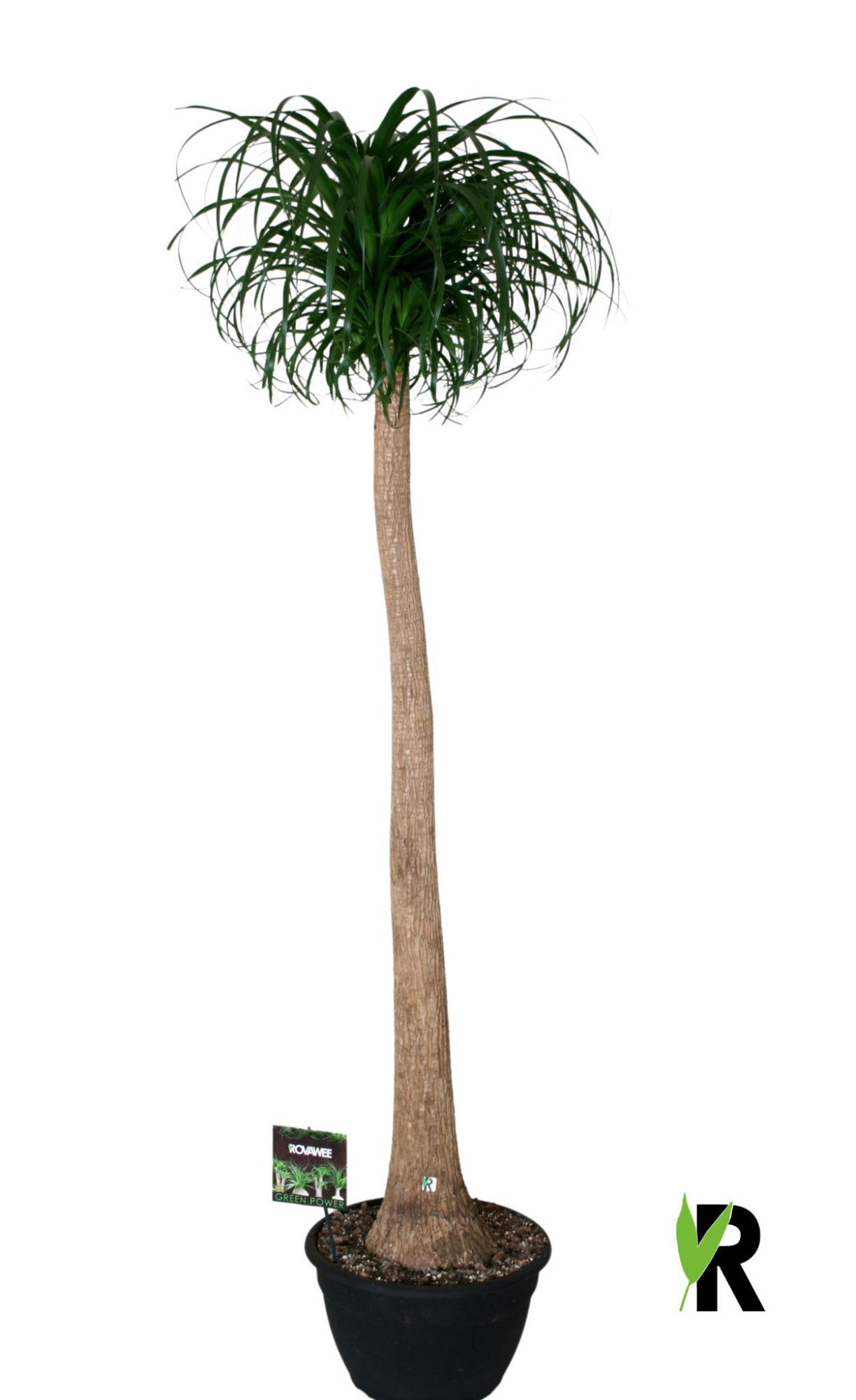 Beaucarnea rec. rechte stam, D 35 cm