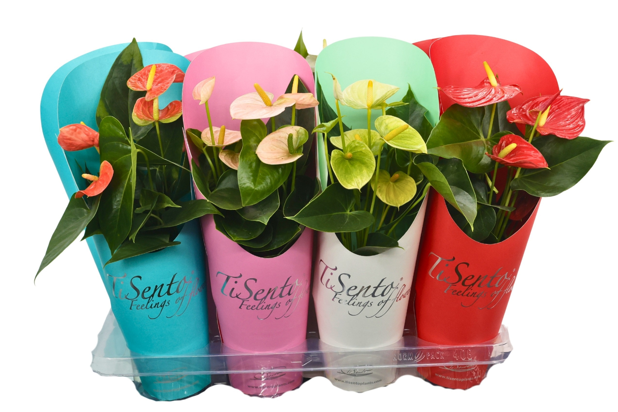Anthurium mix in cadeaucover p12 voorjaar, D 12