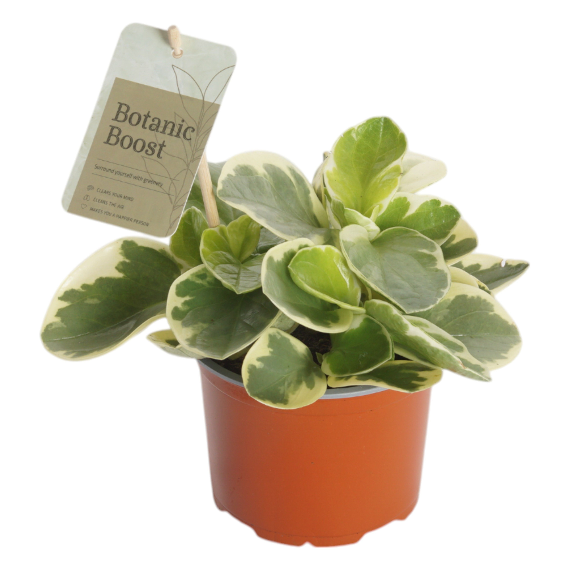 P12 Peperomia obtusifolia Variegata, D 12 cm