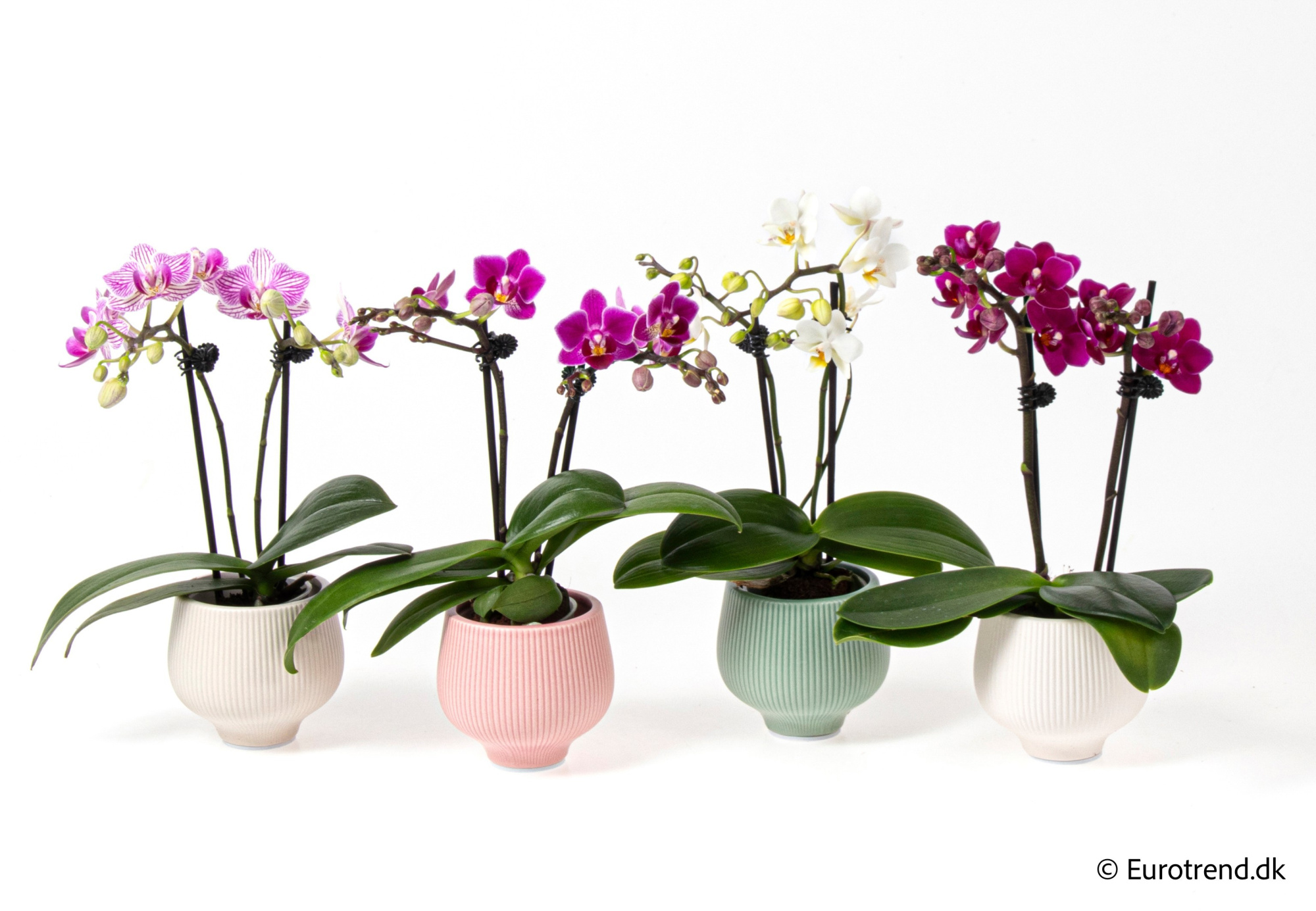 Phalaenopsis in New Look ceramic 2026, D 6