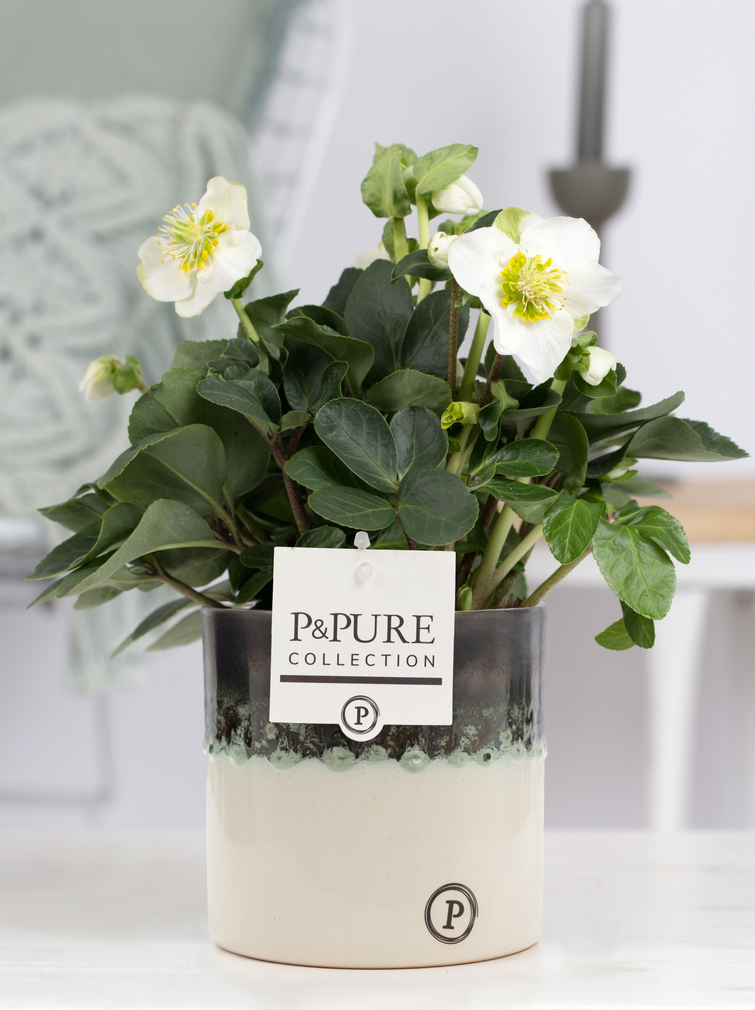 Helleborus n. Christmas Carol in pure Illusion luxe keramiek, D 12 cm