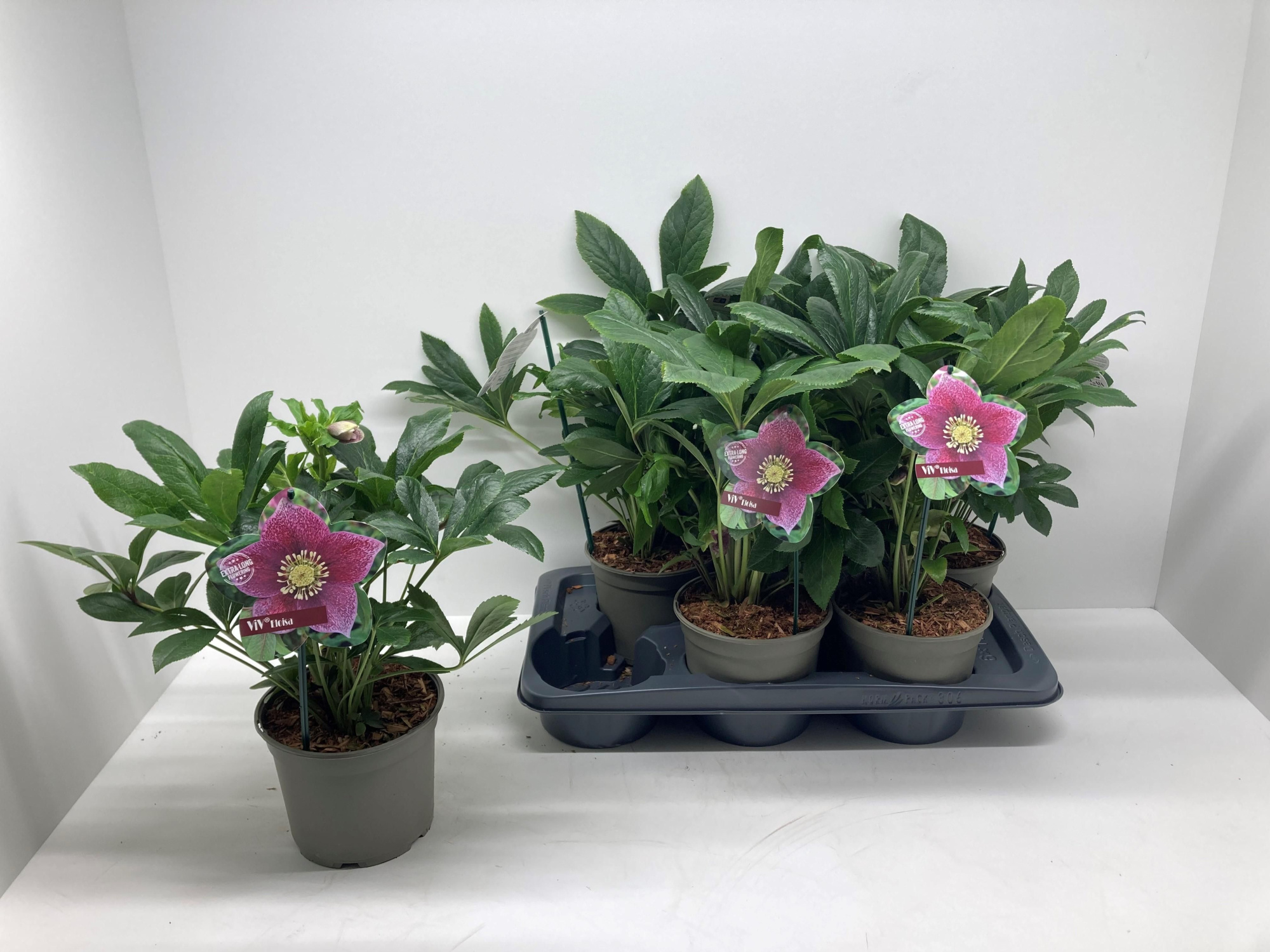 Helleborus orientalis 'ViV Eloisa', D 17 cm