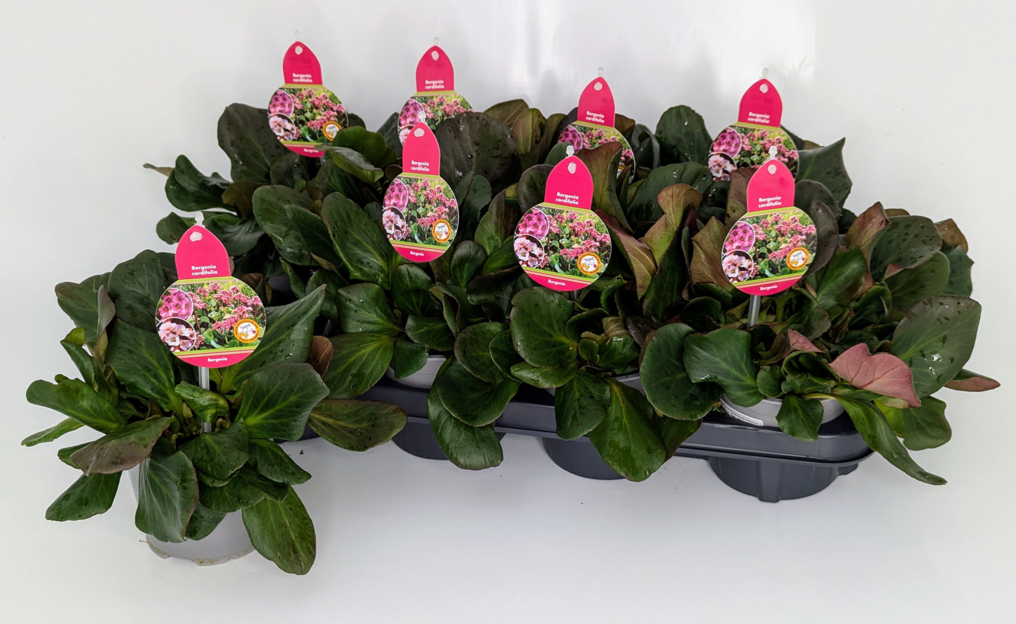 Bergenia Schneekristall - Harzkristall T13 (ohne Blüte), D 13 cm