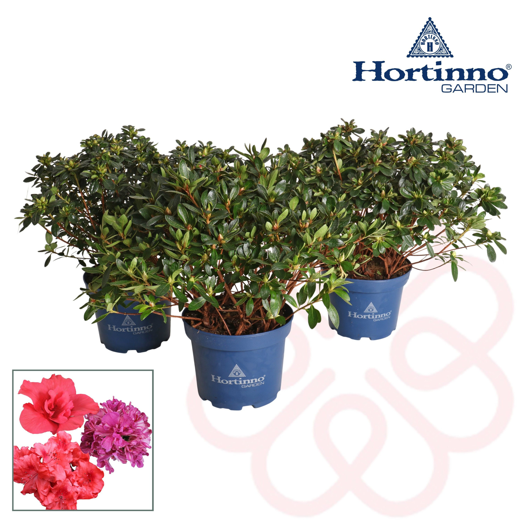 Hortinno® Garden Evergreen gemengd groen 30 - 40 cm, D 19 cm