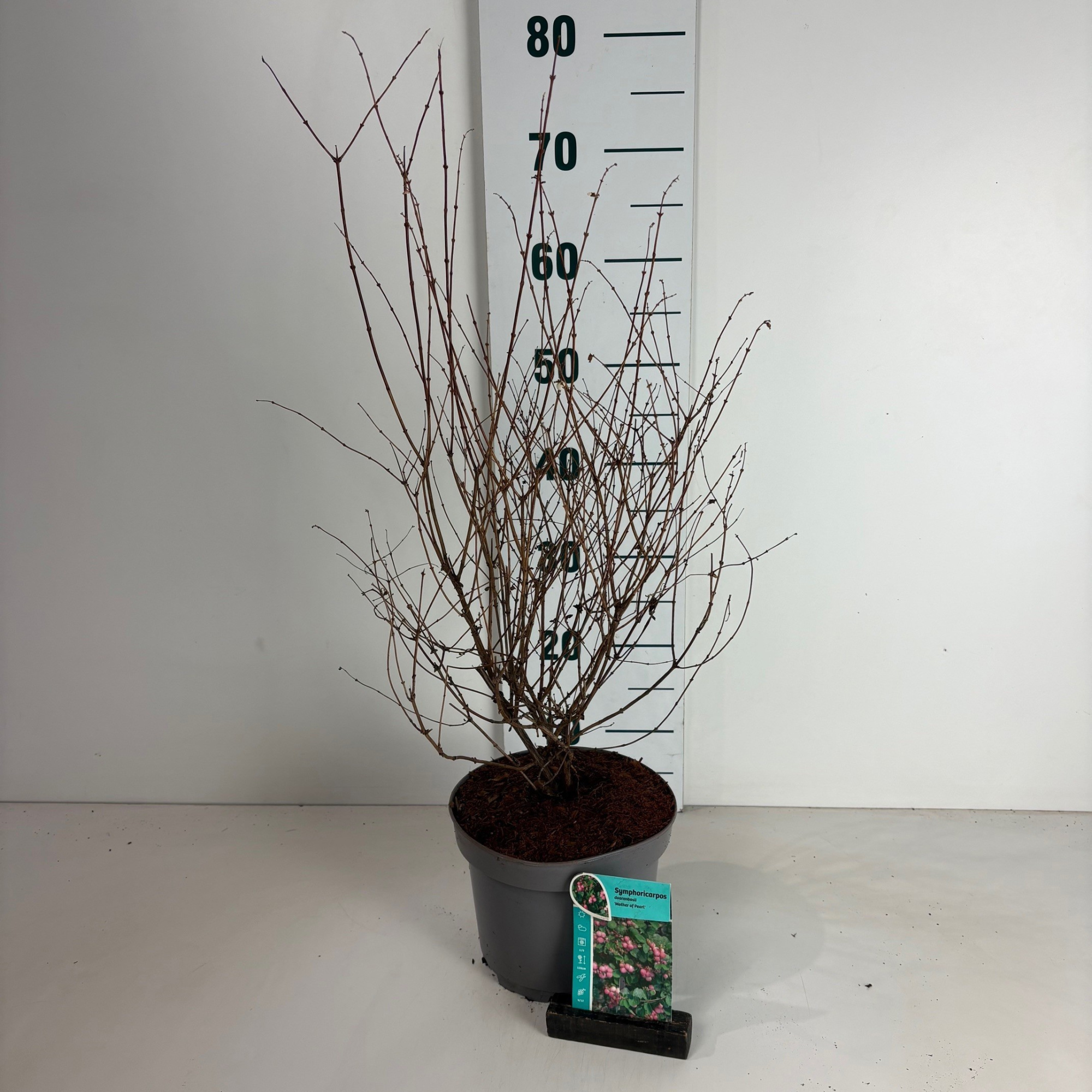 Symphoricarpos doorenbosii Mother of pearl, D 20