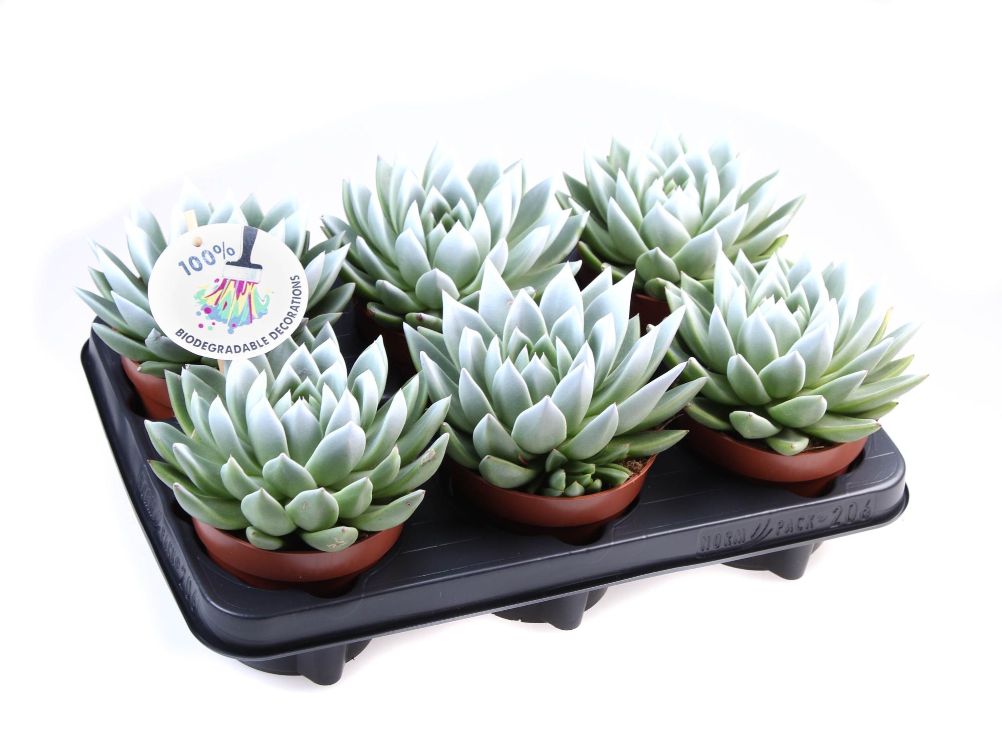 Miranda white tips, D 12 cm