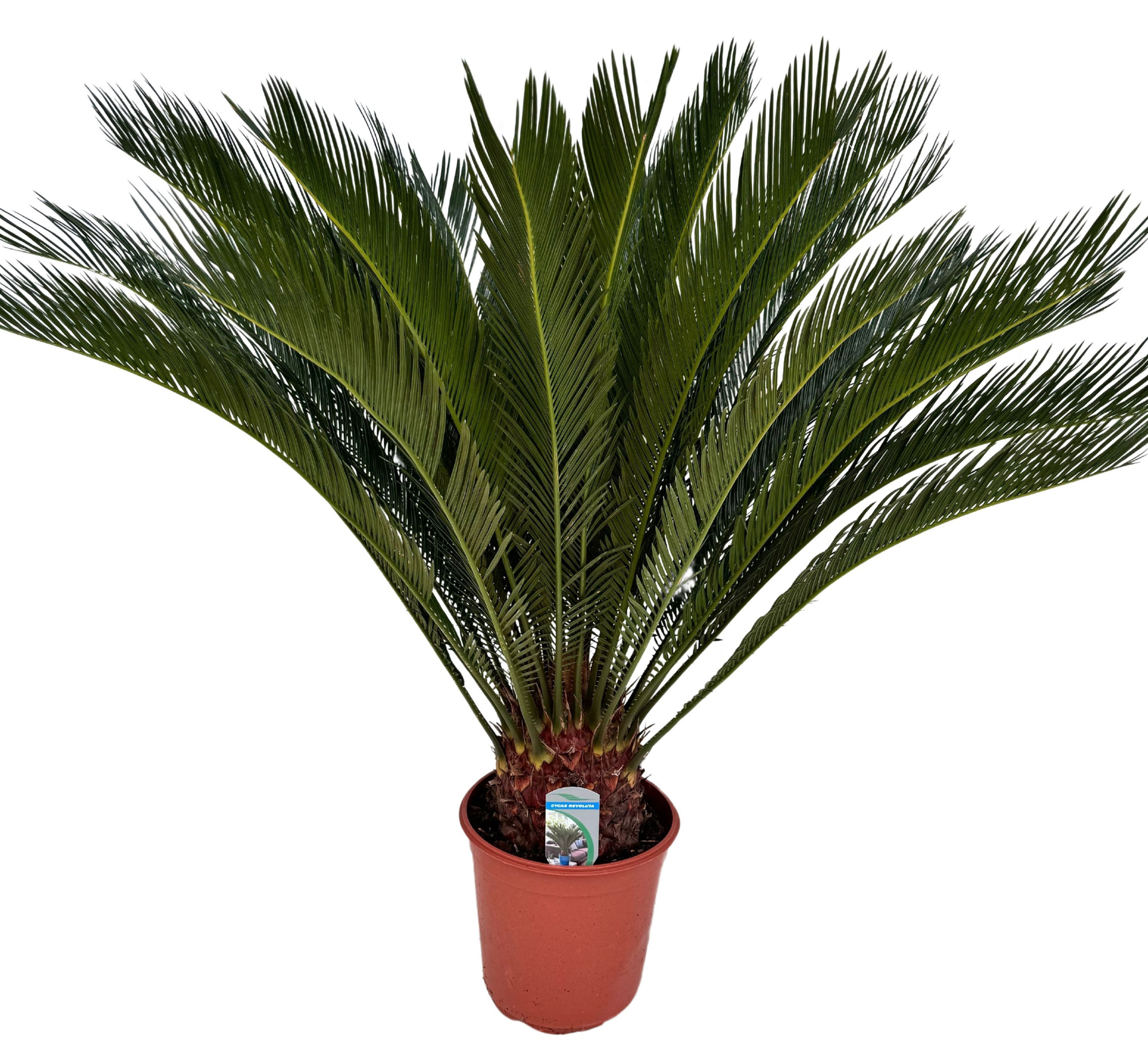 Cycas revoluta P24 XL, D 24